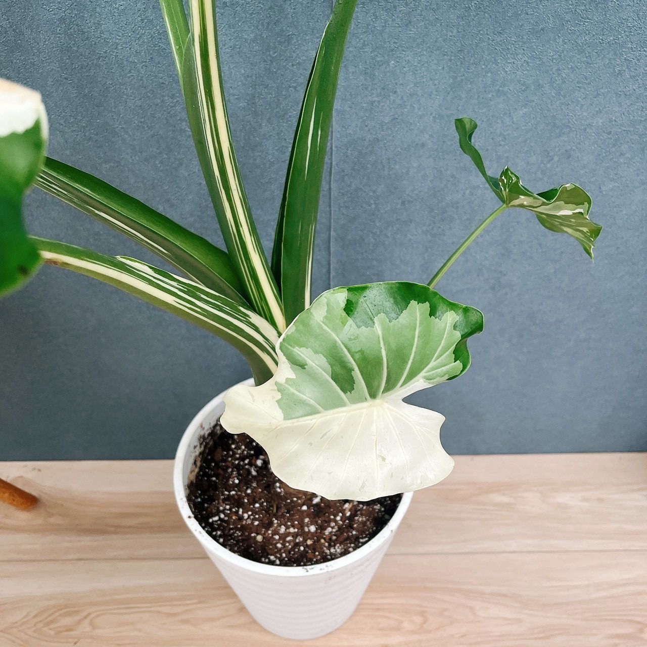 斑入り クワズイモ 2苗セット 値段交渉受付中 斑入りクワズイモ 斑入り クワズイモ 2苗セット 値段交渉受付中 斑入り