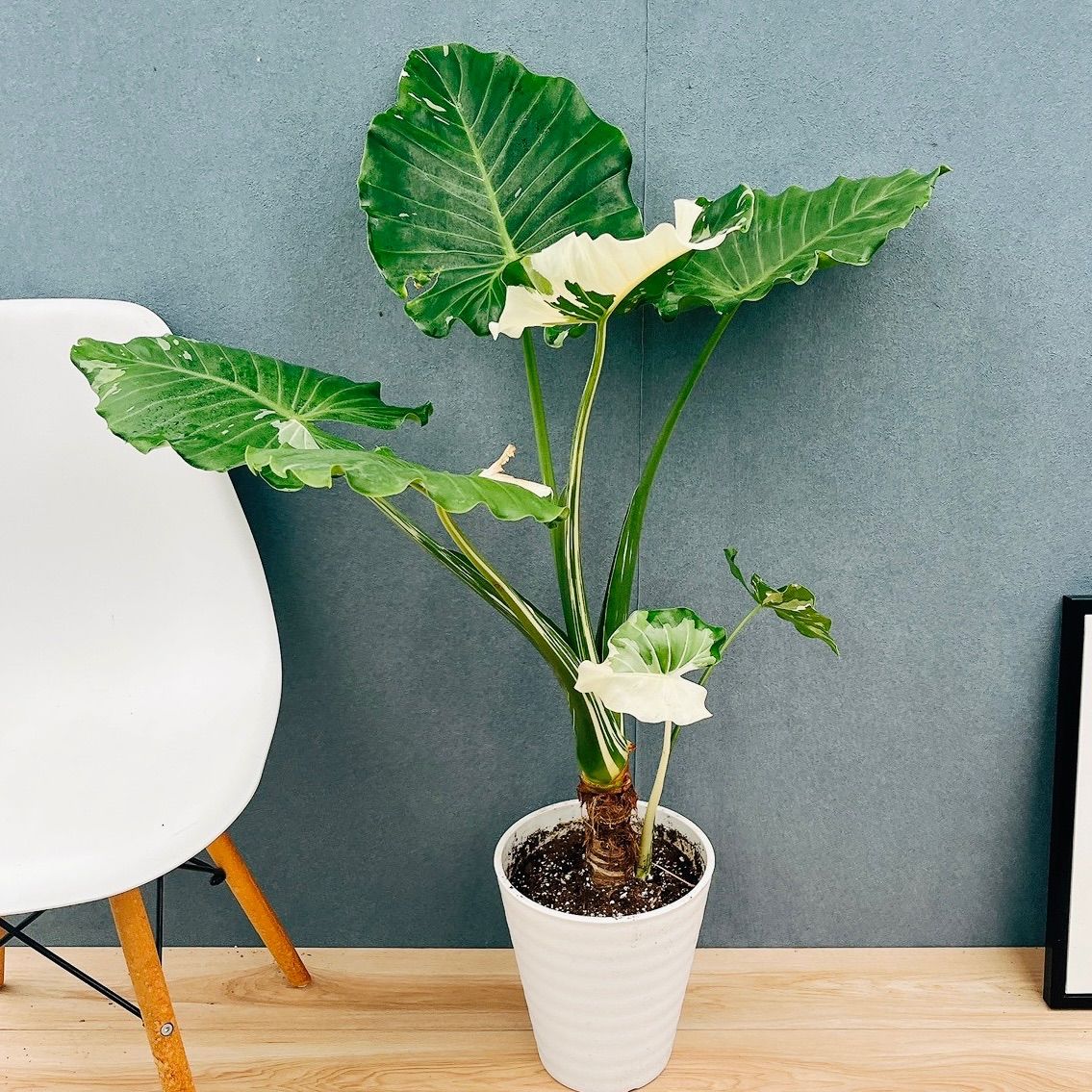 現品 おすすめ 30番 クワズイモ 斑入り 8号 白斑 観葉植物 大型 室内 珍しい おしゃれ サトイモ科