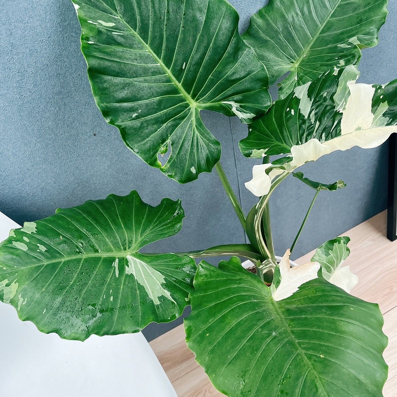 現品 おすすめ 30番 クワズイモ 斑入り 8号 白斑 観葉植物 大型 室内 珍しい おしゃれ サトイモ科