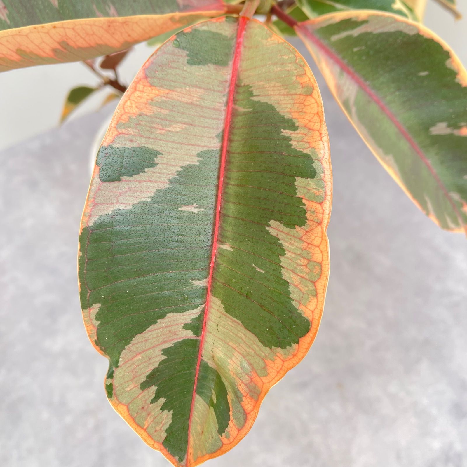 現品］1番 フィカス ベンガレンシス 10号 観葉植物 室内 大型 ゴムの木