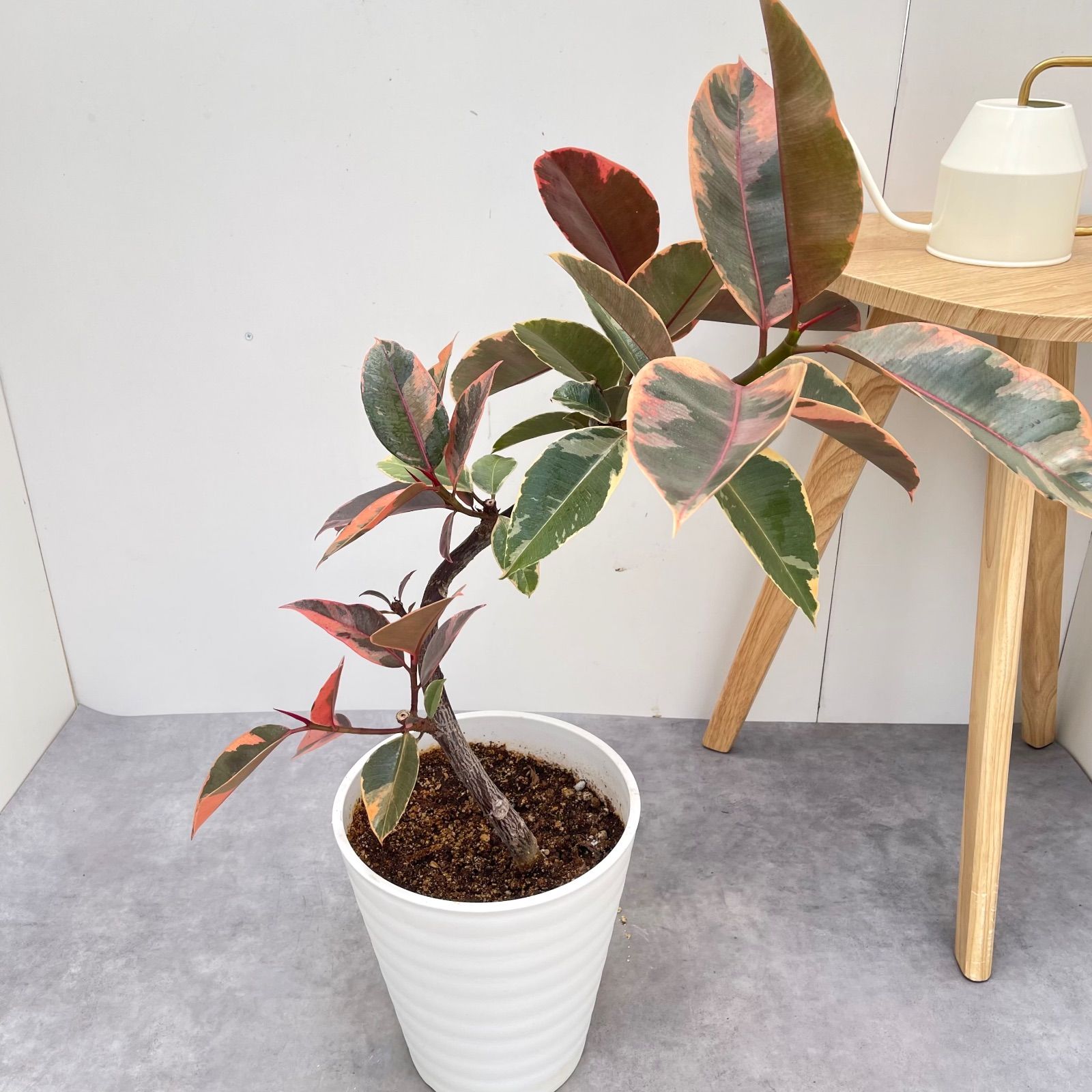 フィカス ベンガレンシス 曲がり ② Ficus benghalensis 5号 現品 ゴム