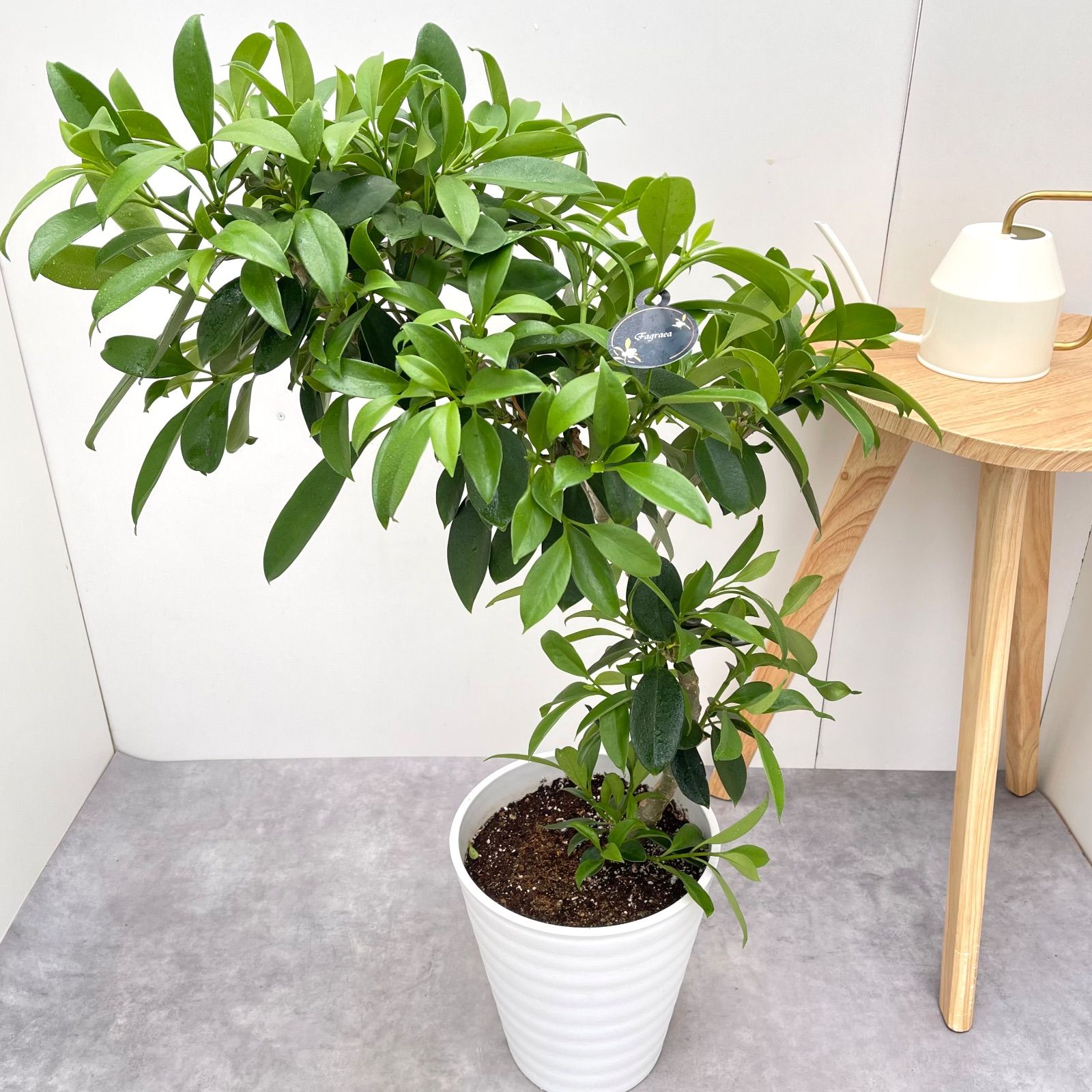 現品　ファグラエア　ベルテロアナ　曲がり　観葉植物　室内　インテリアグリーン 現品］【珍しい】3番 ファグラエア ベルテロアナ 7号 曲がり 観葉植物