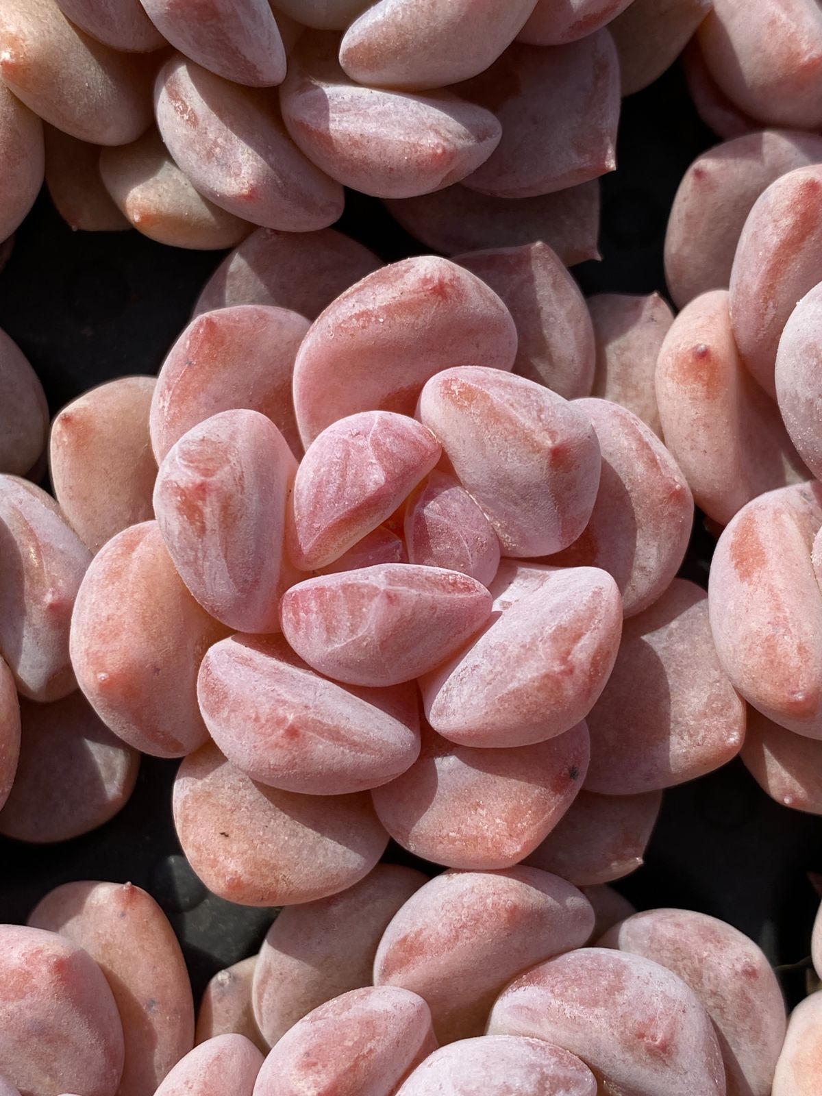 新発売 MYXP4 エレガンス・ポトシナ 105苗セット 土と根付き 多肉植物