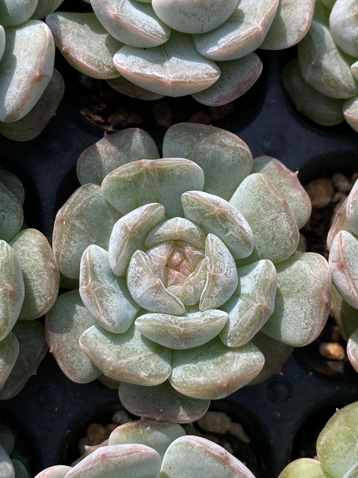 新発売 MYXP11 ホワイト恋人 105苗セット 土と根付き 多肉植物