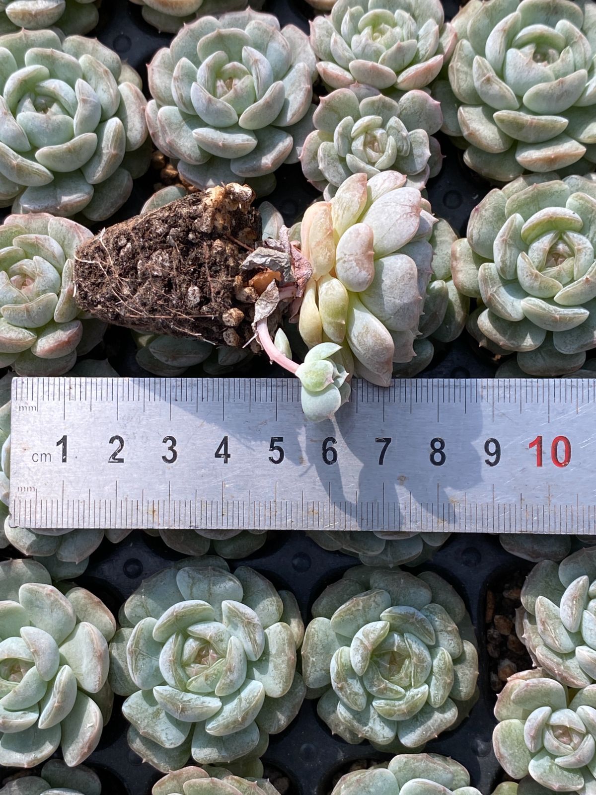 新発売 MYXP11 ホワイト恋人 105苗セット 土と根付き 多肉植物