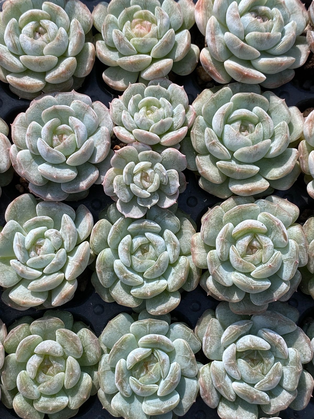 新発売 MYXP11 ホワイト恋人 105苗セット 土と根付き 多肉植物