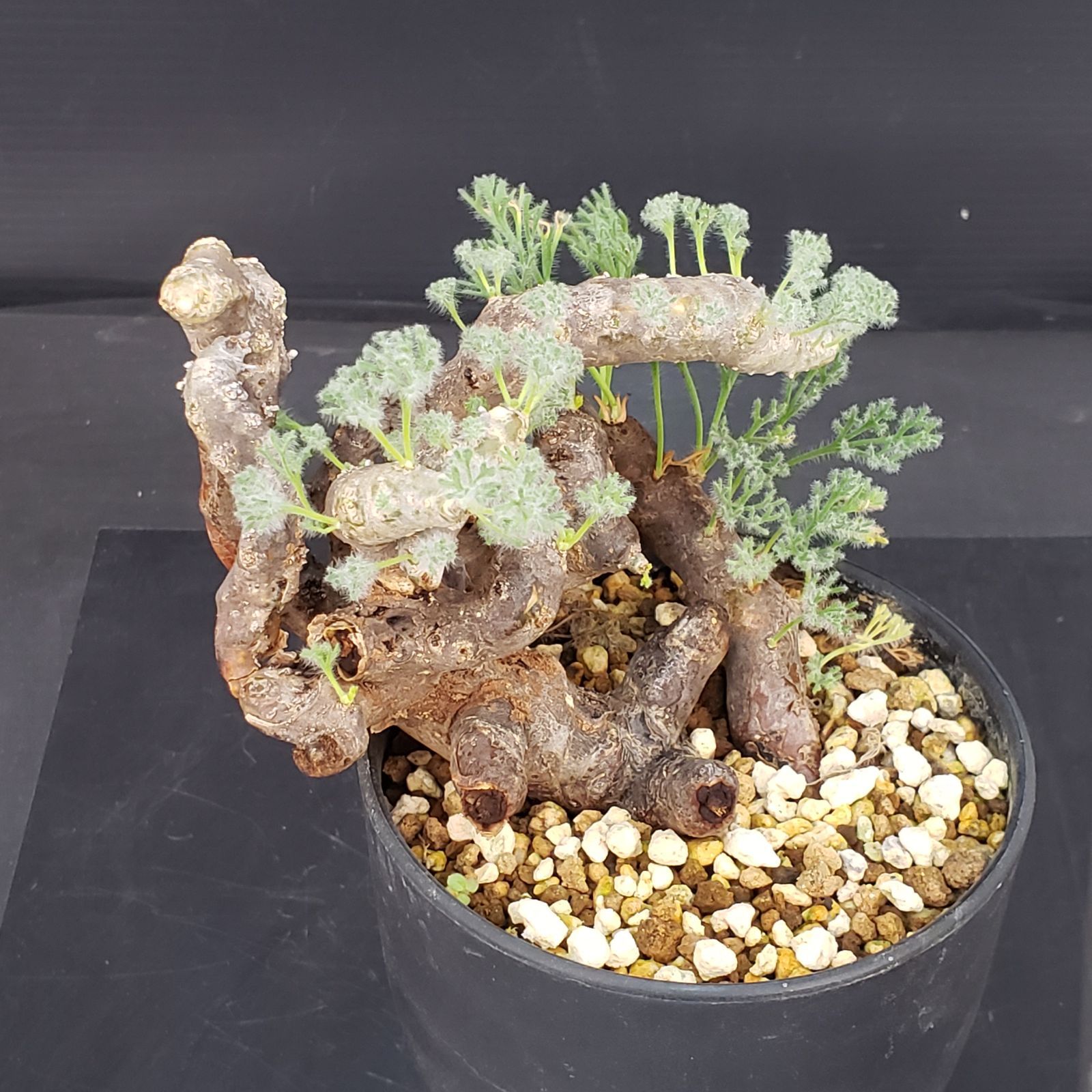 B594【自社養生株】モンソニア ムルチフィダ（現地球・発根株・鉢植え