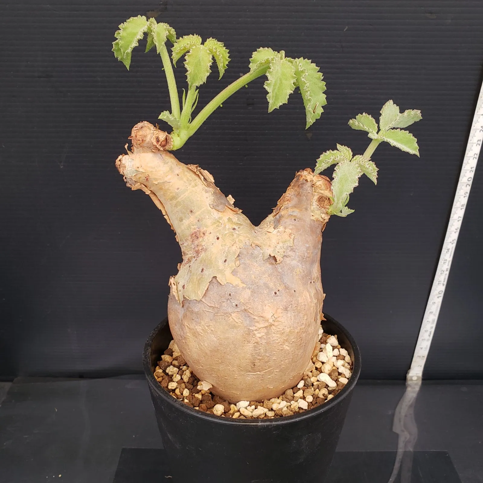 USIさま専用 キフォステンマ ウターマクロプス まん丸美株 キフォステンママクロプス | STORES