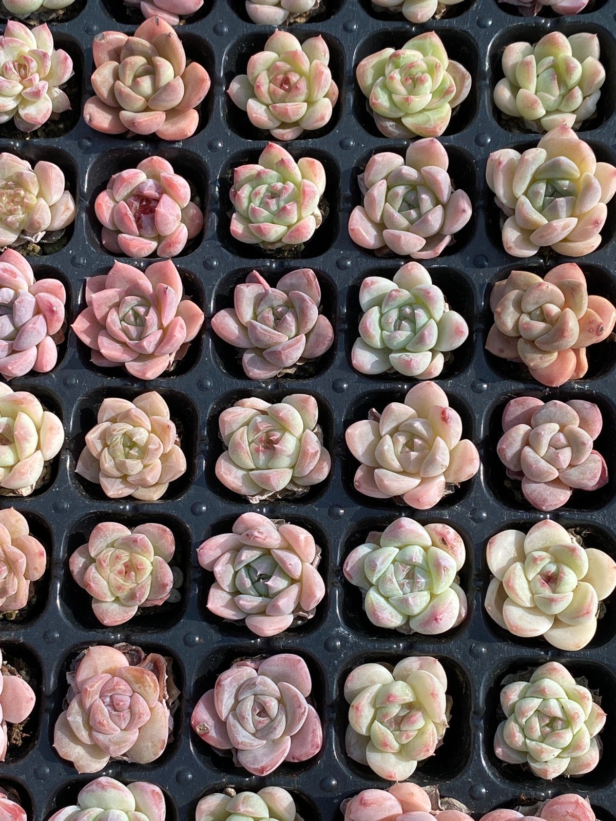 新発売 MYXP14 ピンクフワフワ 105苗セット 土と根付き 多肉植物