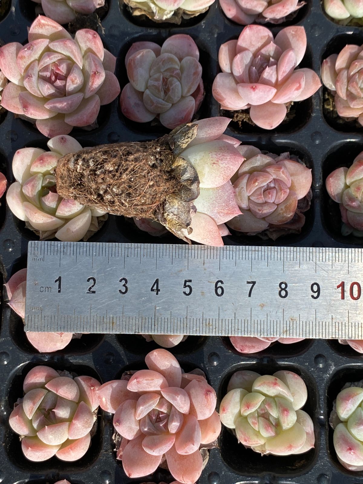 新発売 MYXP14 ピンクフワフワ 105苗セット 土と根付き 多肉植物