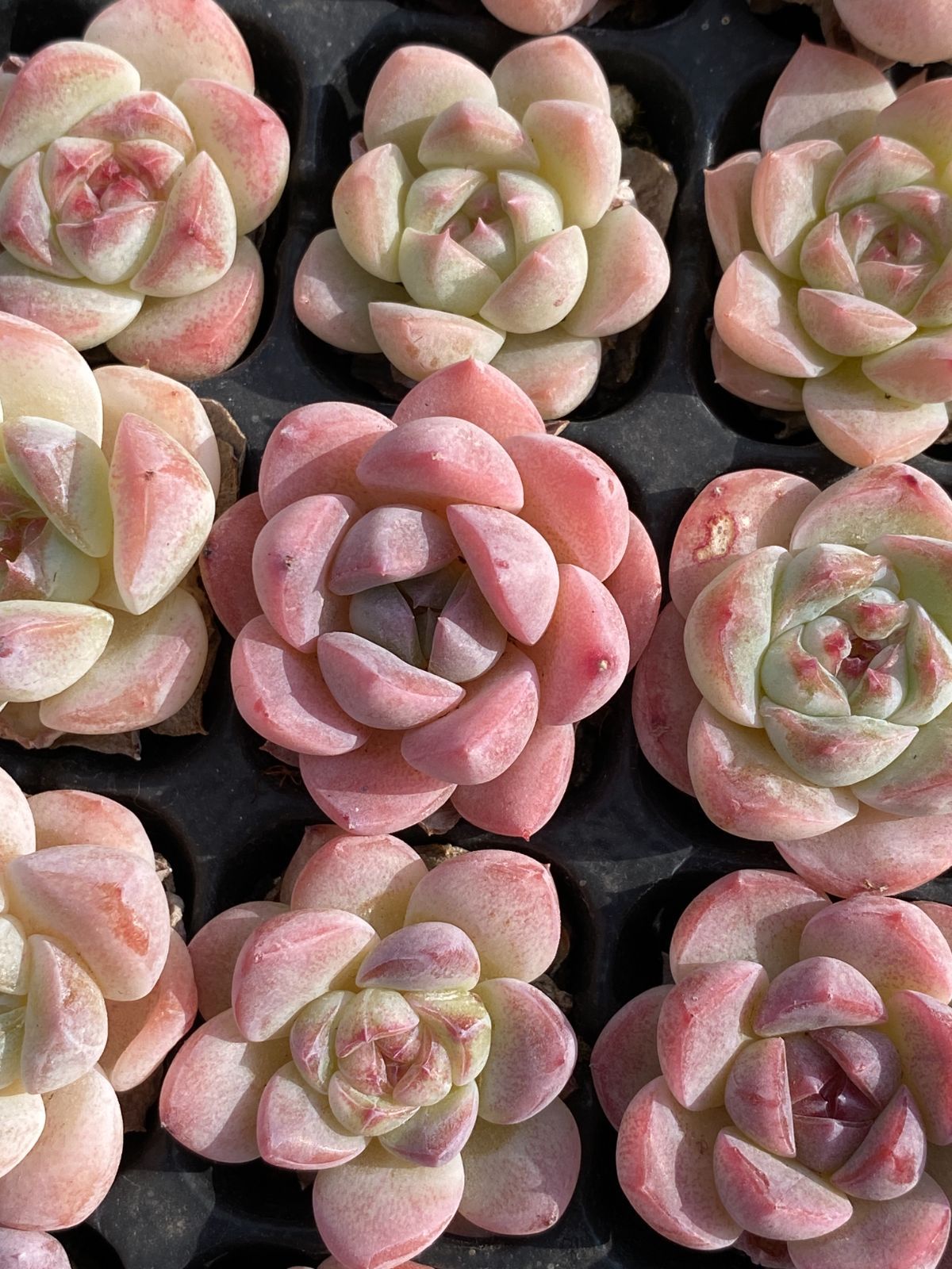 新発売 MYXP14 ピンクフワフワ 105苗セット 土と根付き 多肉植物