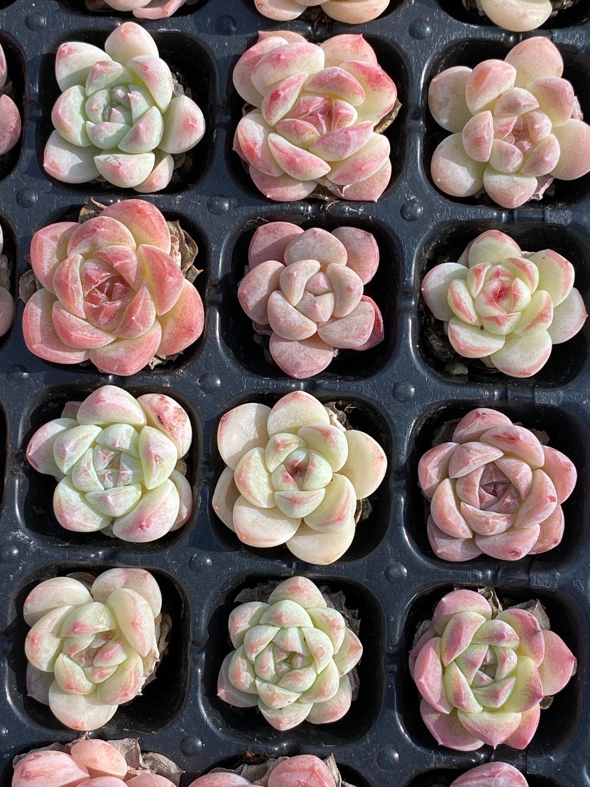 K*Z様 R19　15種類の土と根付き105苗セット　多肉　エケベリア　韓国苗 K*Z様 R19 15種類の土と根付き105苗セット 多肉 エケベリア