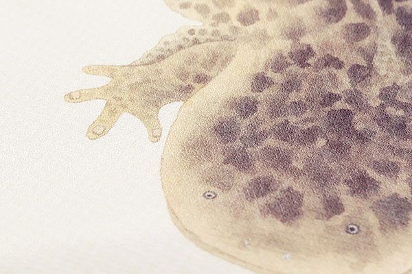 名古屋帯 井伏鱒二