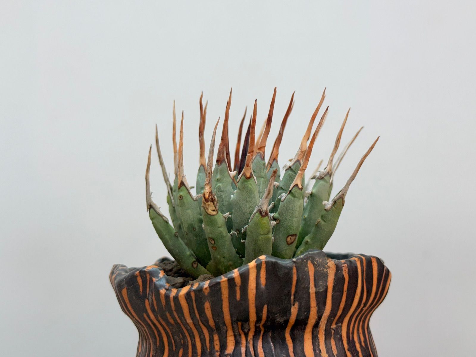 エボリスピナ 発根済