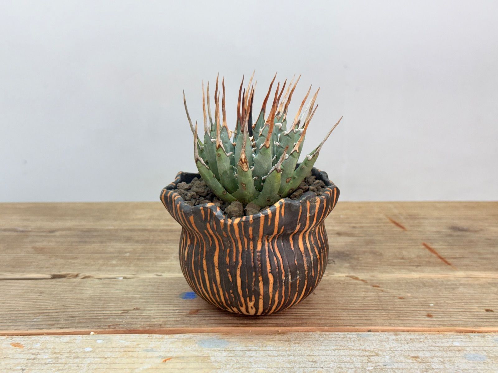 ︎人気株 アガベ ユタエンシス エボリスピナ 発根済