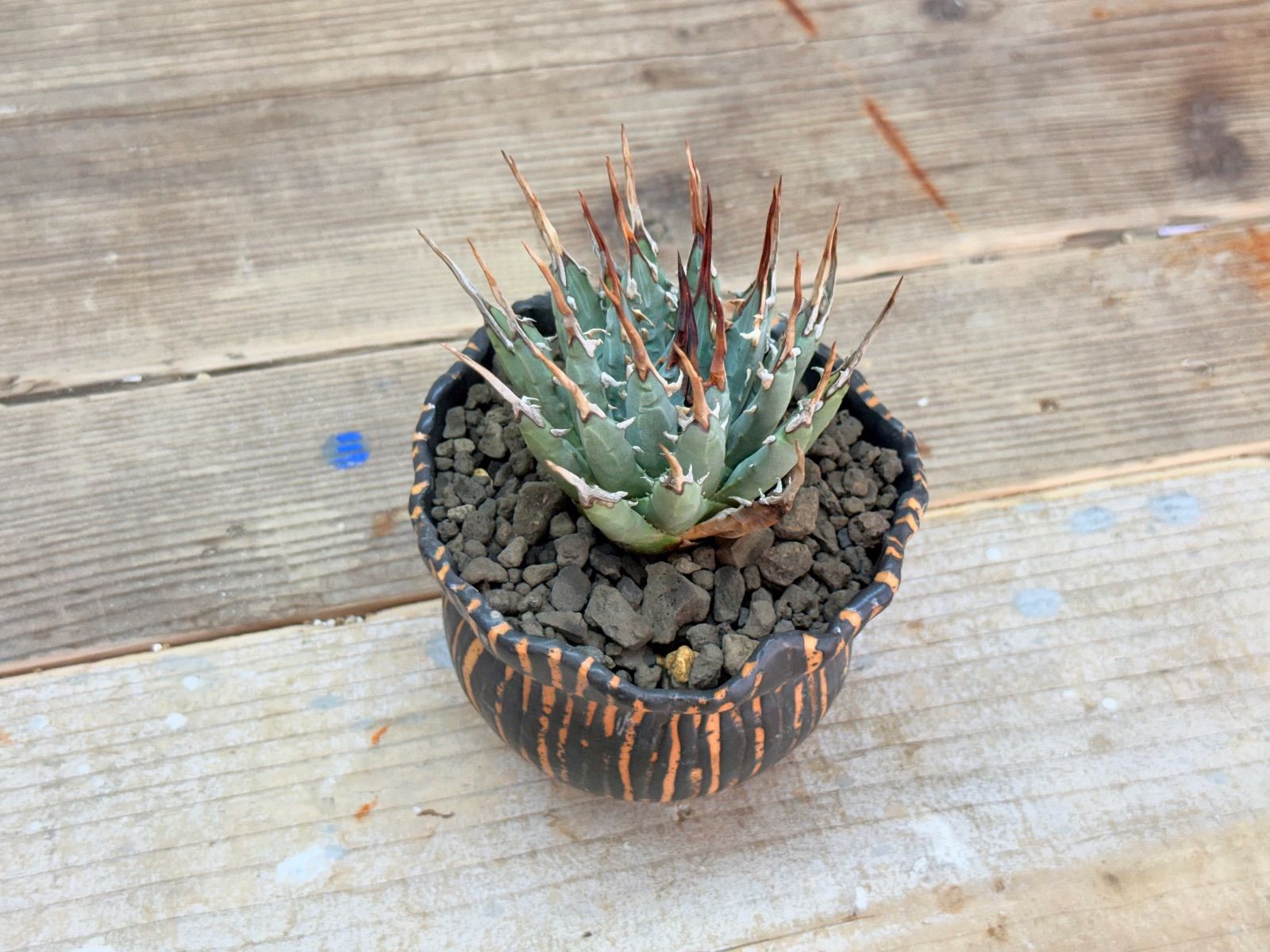 ︎人気株 アガベ ユタエンシス エボリスピナ 発根済 WWW_GEBZETESISAT_COM_TR