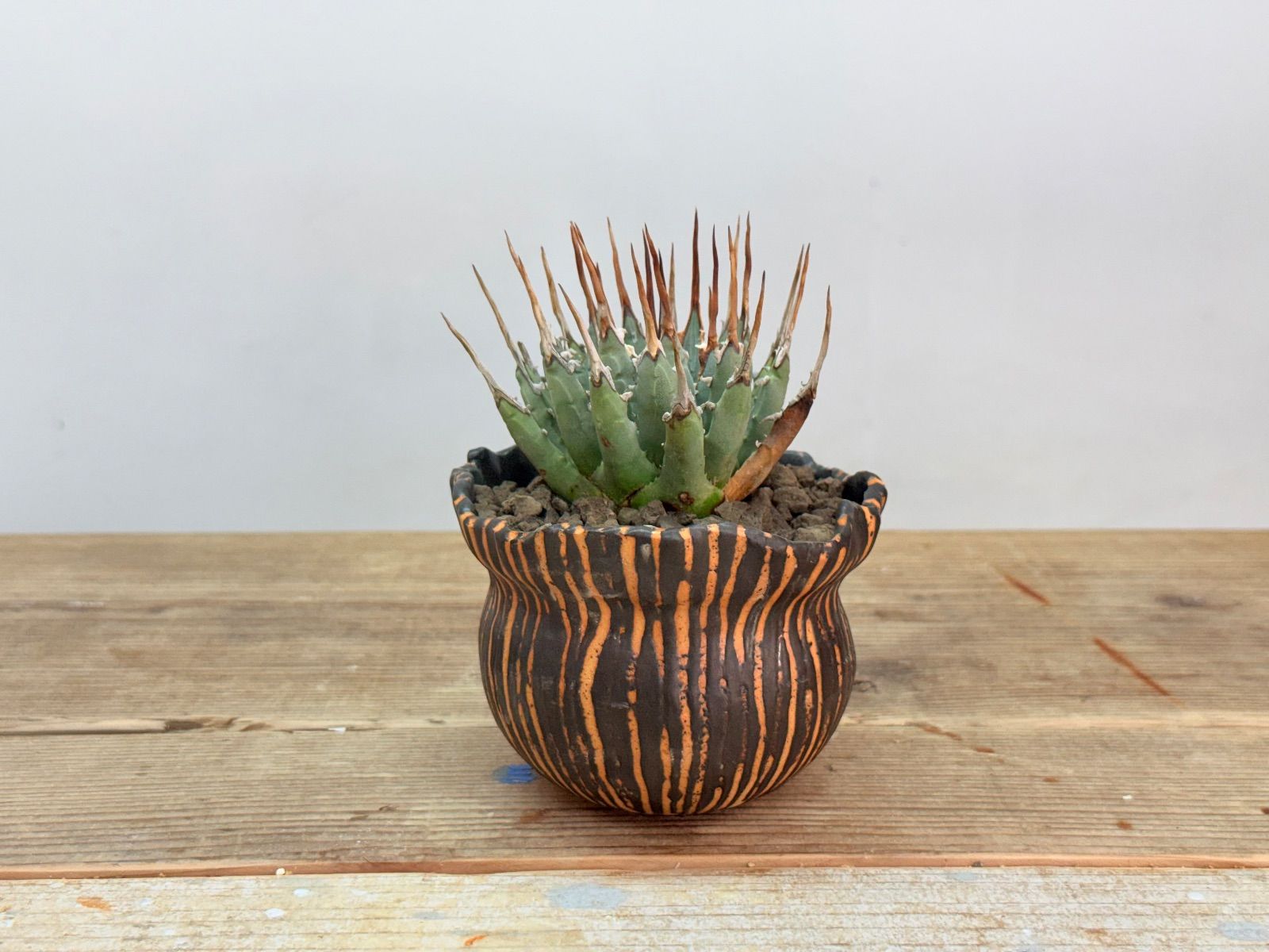 ︎人気株 アガベ ユタエンシス エボリスピナ 発根済