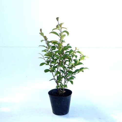 DIR EN GREY SUKEKIYO 京×伊藤潤二 コラボビッグTシャツ