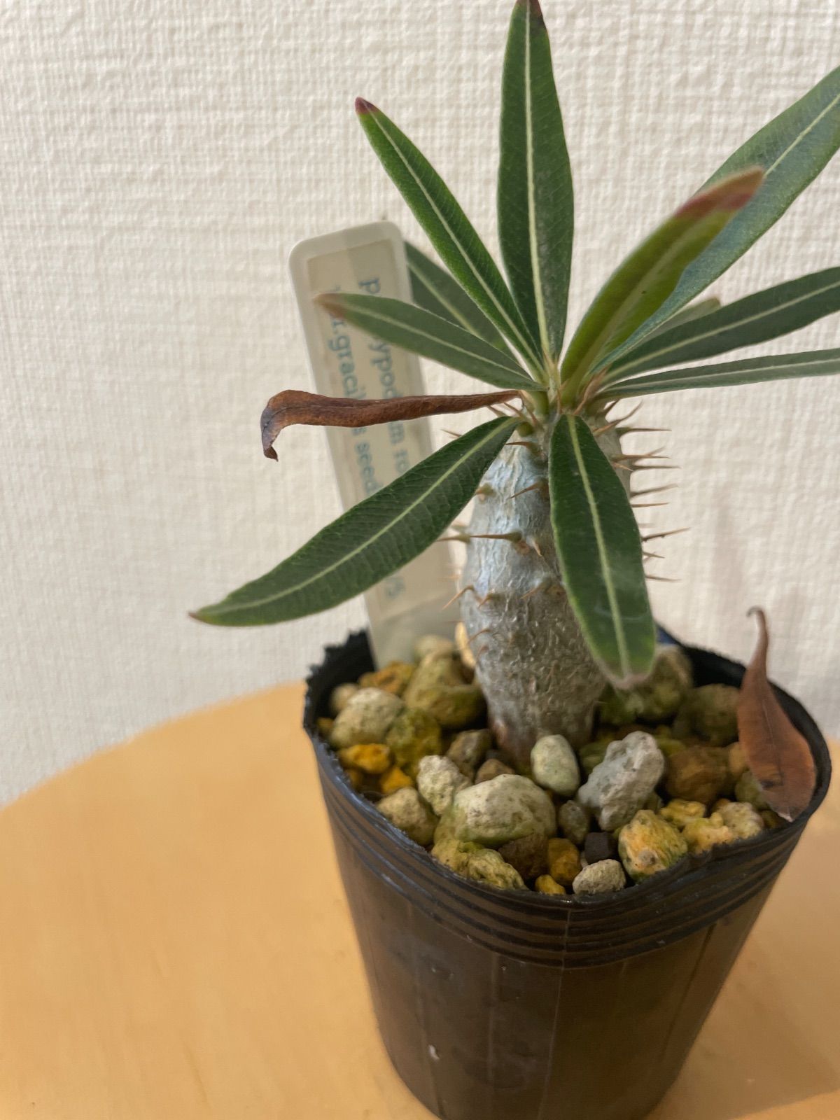 パキポディウムグラキリス 実生 鉢ごと発送 - メルカリ