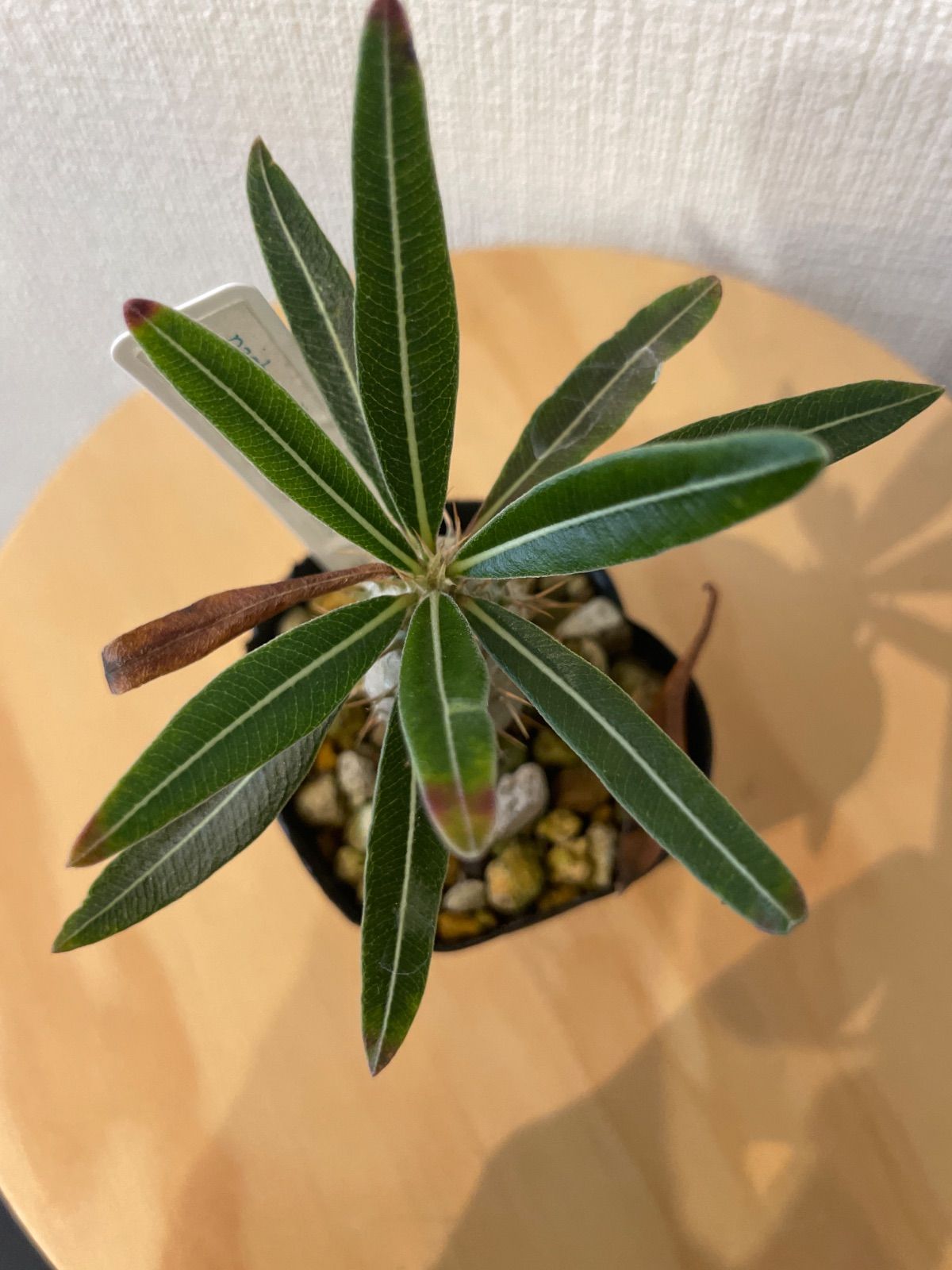 パキポディウムグラキリス 実生 鉢ごと発送 - メルカリ