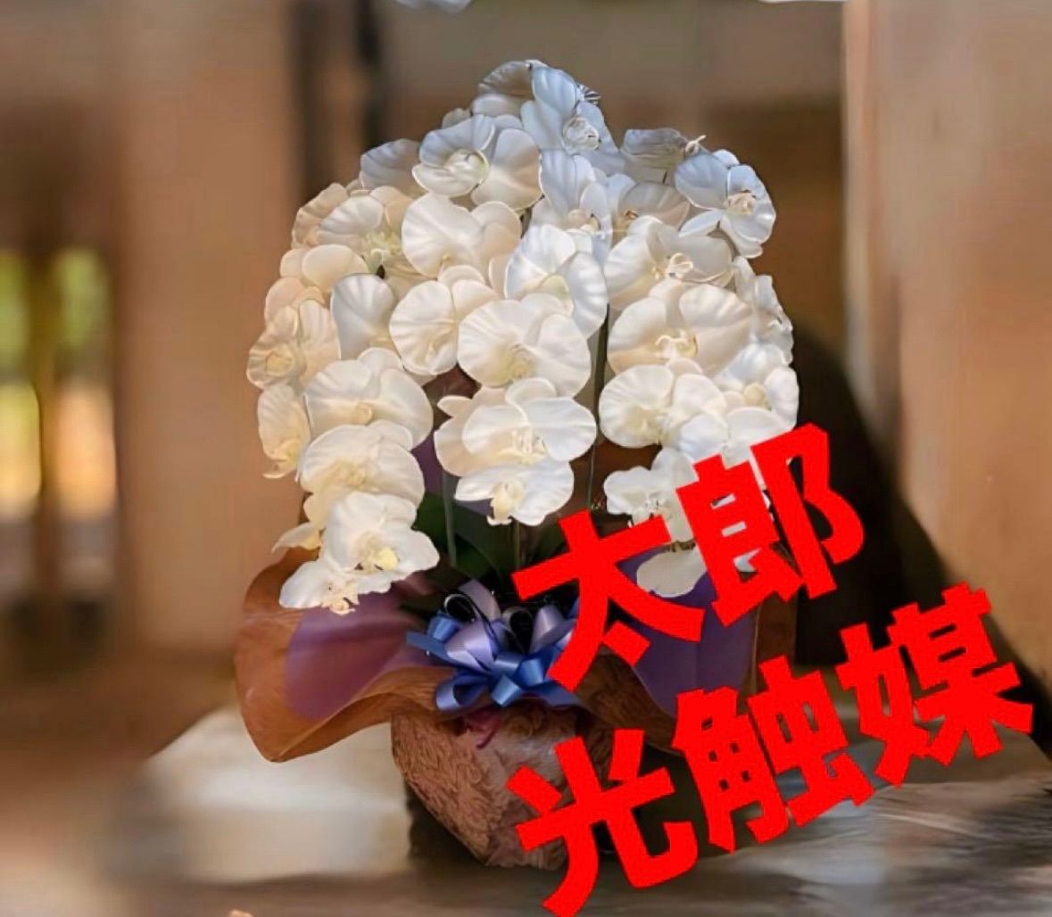 光触媒 人工観葉植物 ウォールグリーン フェイクグリーン 胡蝶蘭7846wtp