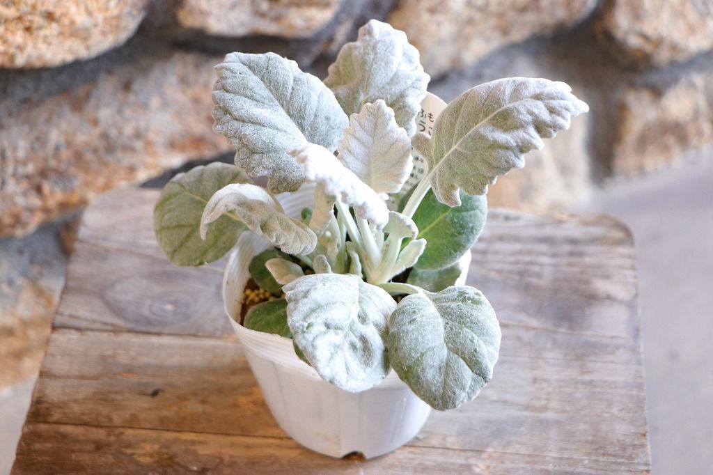 丸葉　シロタエギク　もふもふしろうさぎ　苗　株分け　シルバーリーフ　寄せ植え 丸葉 シロタエギク もふもふ しろうさぎ 3〜3.5号ポット苗 【3株販売