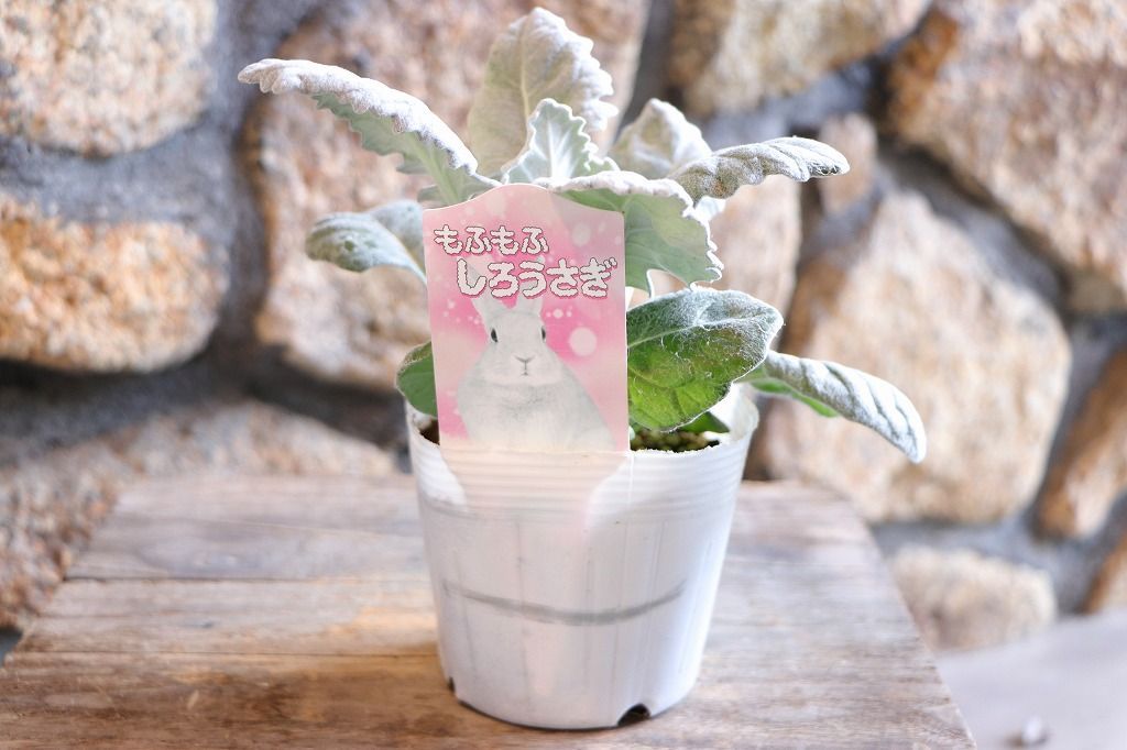 丸葉 シロタエギク もふもふ しろうさぎ 3〜3.5号ポット苗 【3株販売