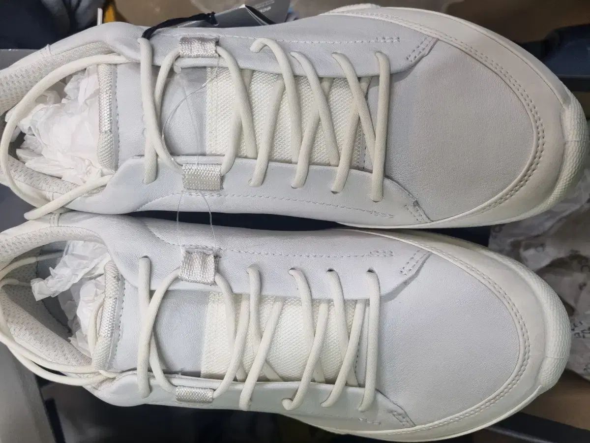 バイオム ハイブリッド