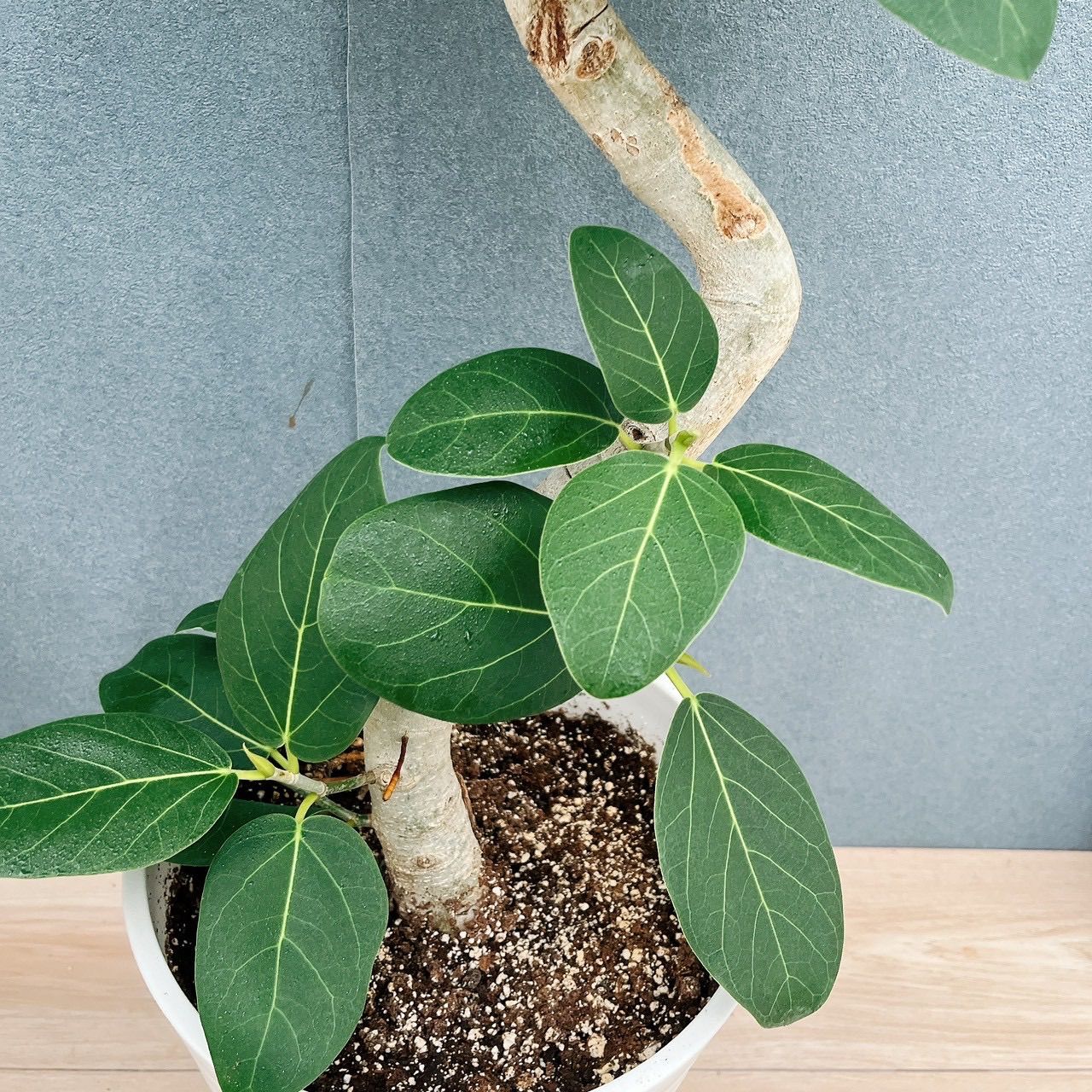 現品］☆人気☆ A フィカス ベンガレンシス 曲がり 8号 観葉植物