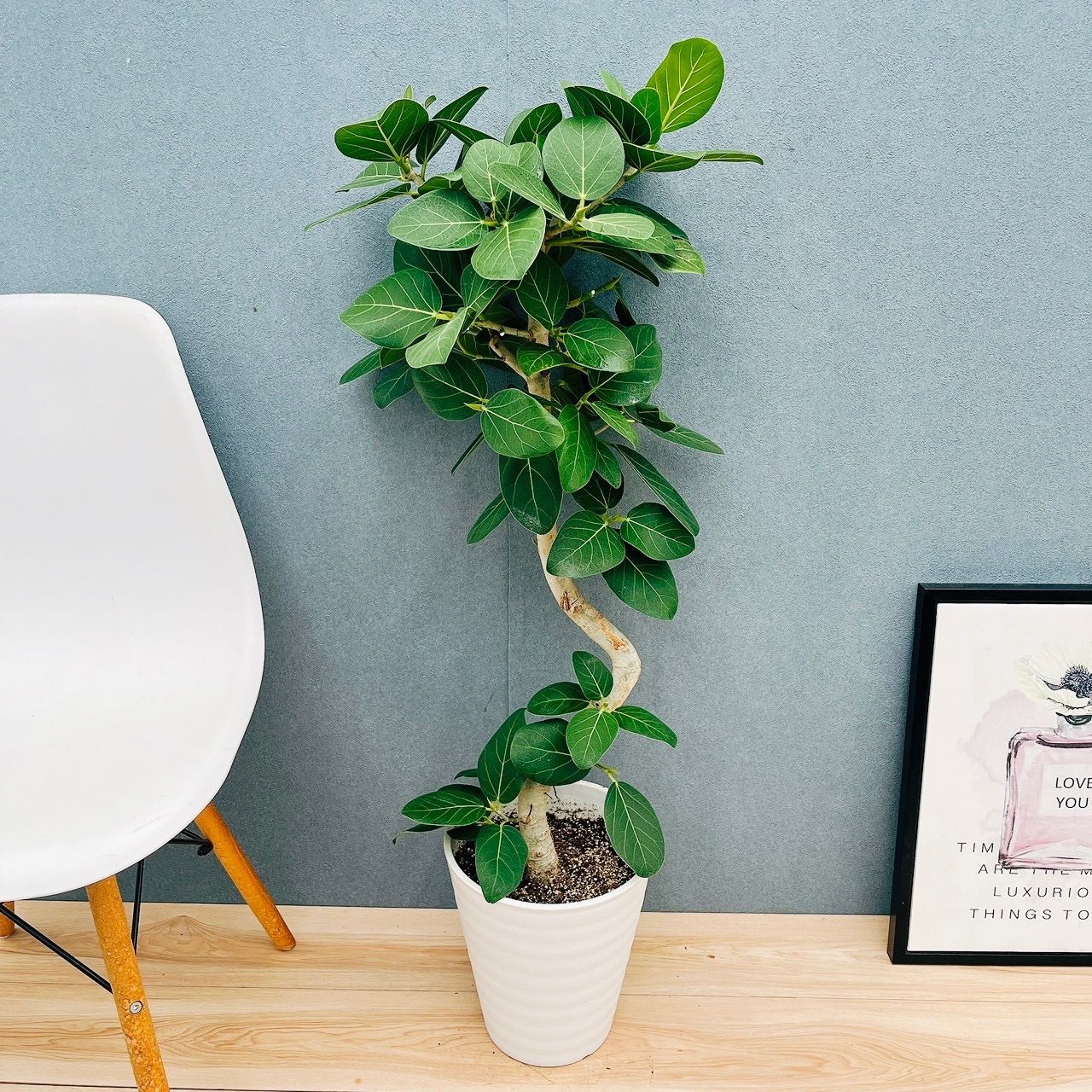 ［現品］C3 フィカス　ベンガレンシス　曲がり　8号　観葉植物　室内　ゴムの木 現品］83番 フィカス ベンガレンシス 曲がり 螺旋 8号 観葉植物