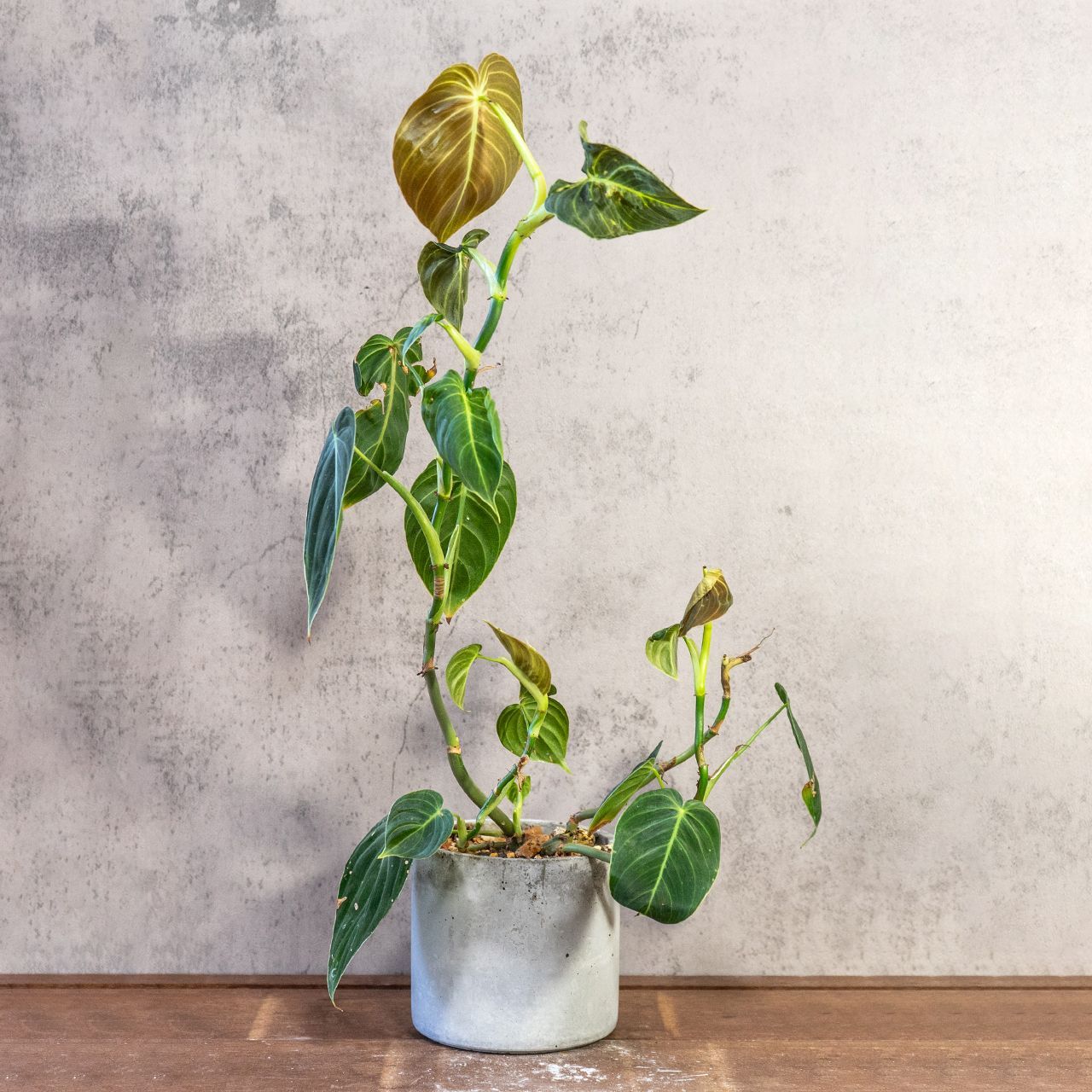 セール中 めんたい子様ご検討商品 【未開封品】 ネッククーラーEVO×30