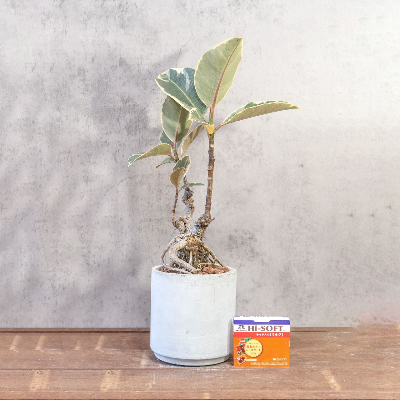 フィカス ウンベラータ 陶器鉢【現品】観葉植物 室内 6号 ウンベラータ