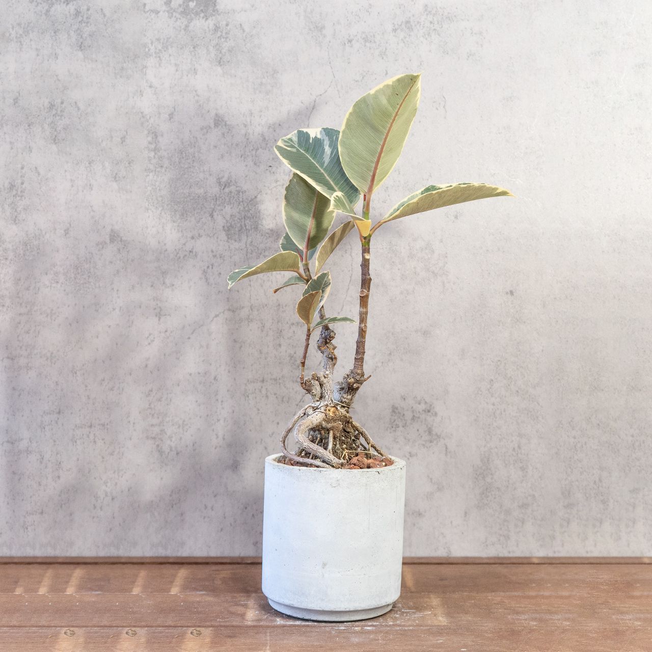 フィカス ベンガレンシス 曲がり ① Ficus benghalensis 5号 現品 ゴム