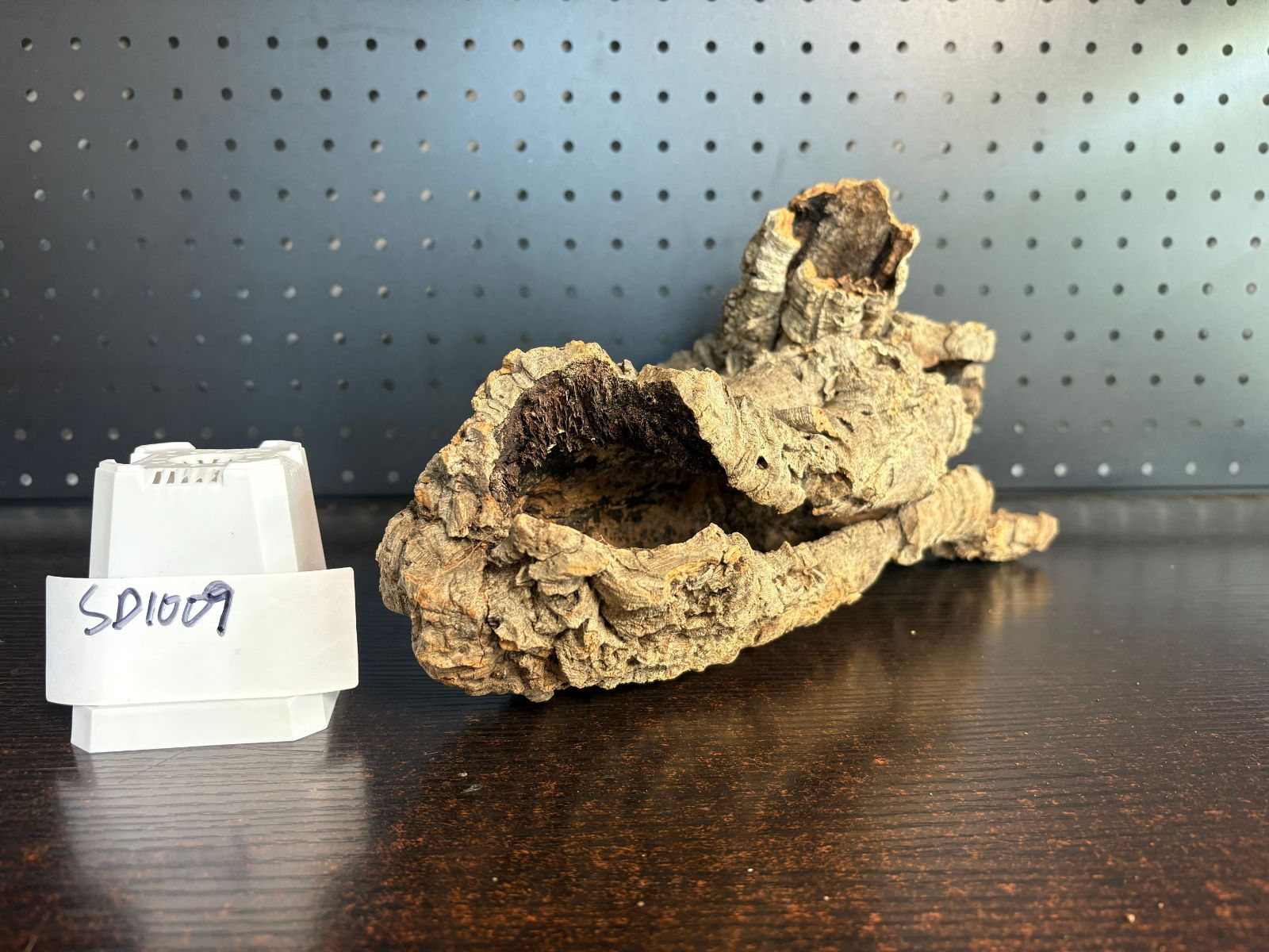 チランジア ビカクシダ