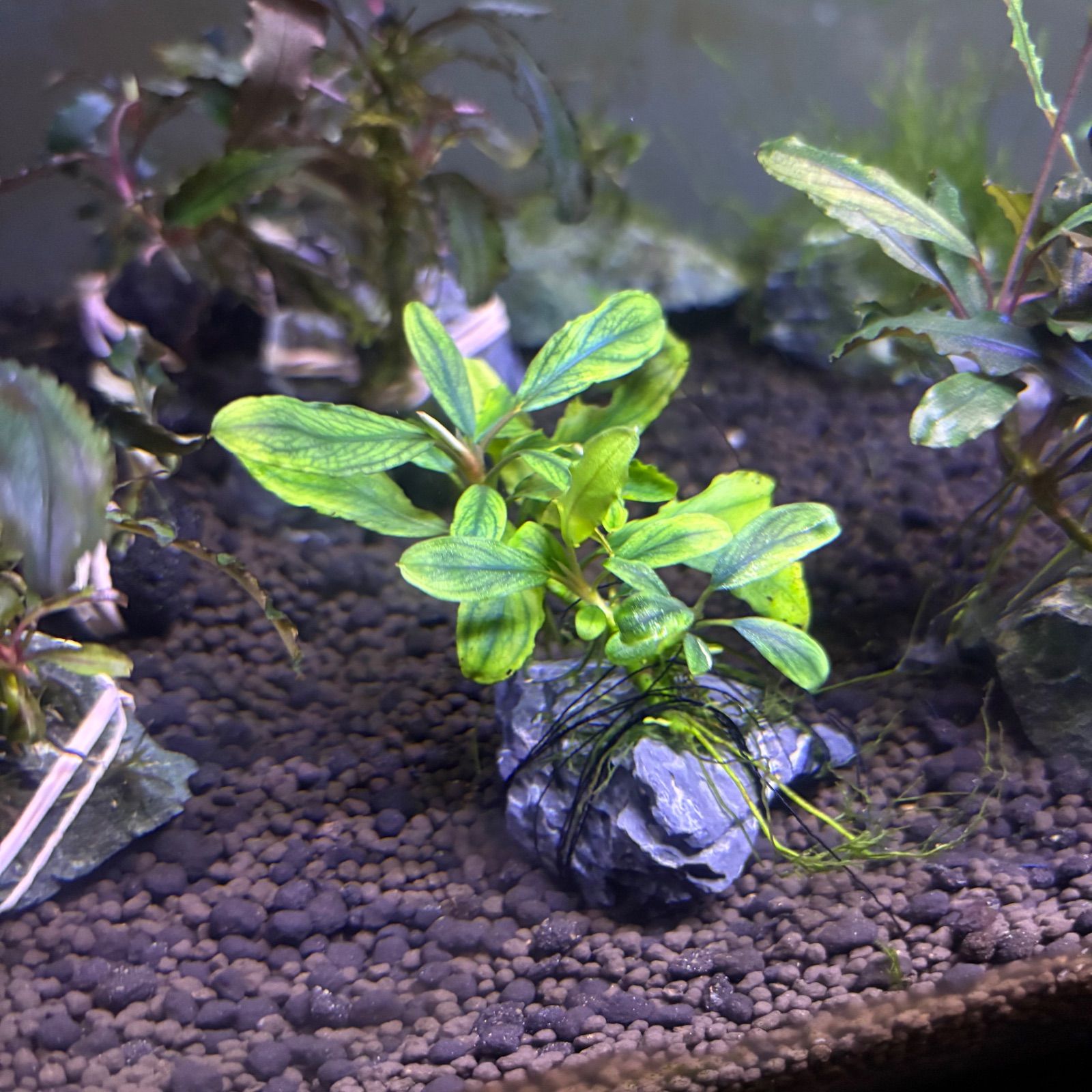 レア種】【斑入り】ブセファランドラSP イーオ 水中葉 プチ群生 - メルカリ