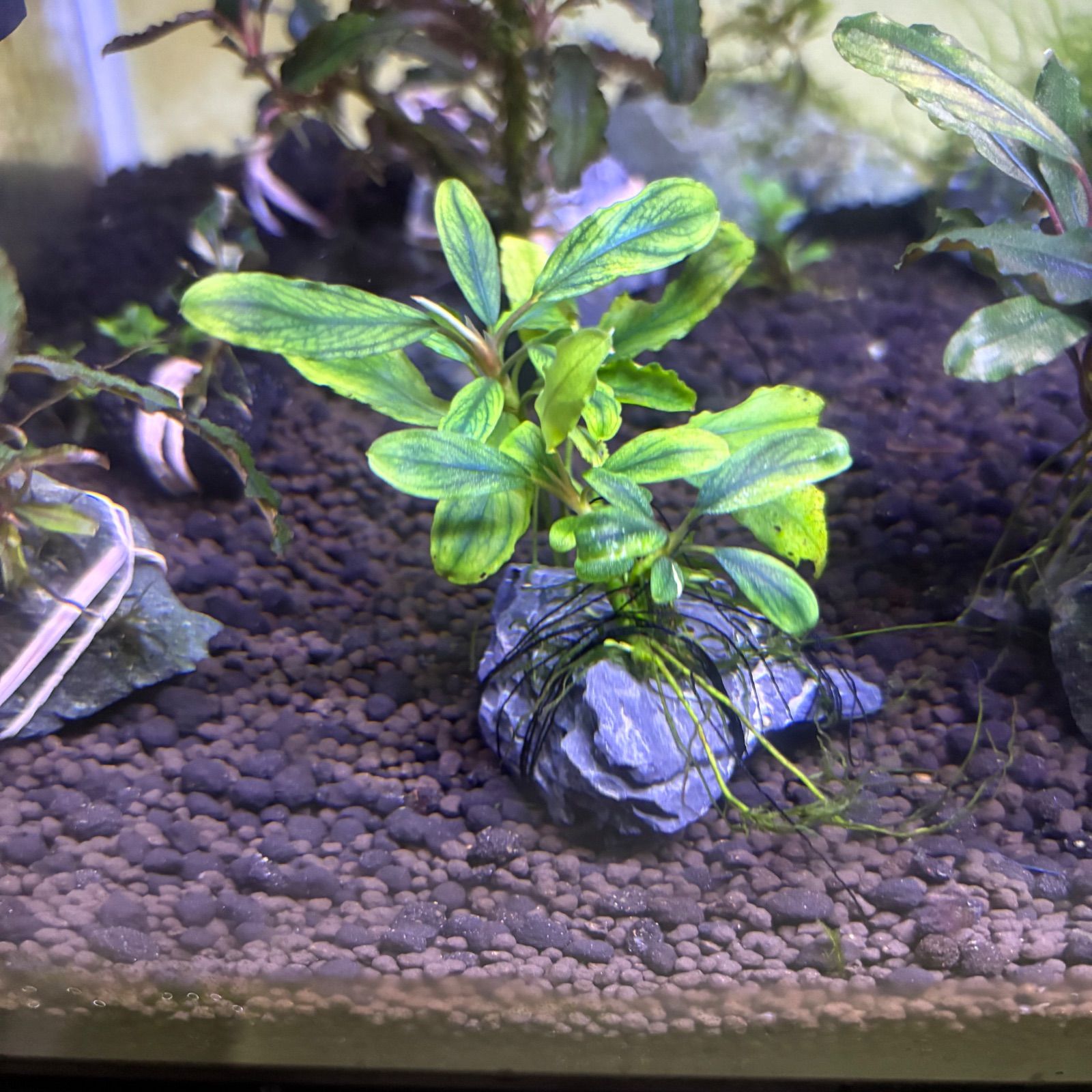 種 斑入り ブセファランドラSP イーオ 水中葉 プチ群生