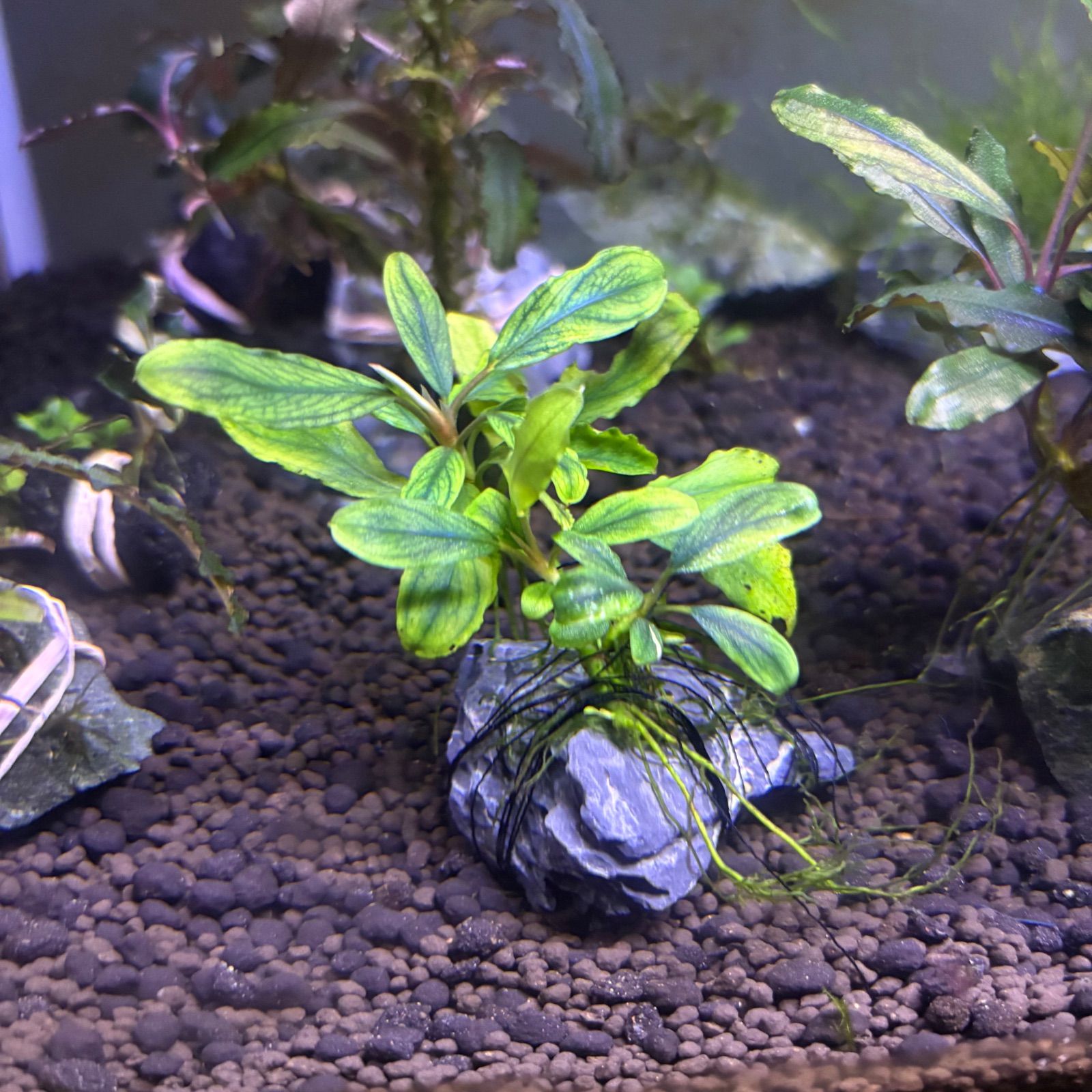 種 斑入り ブセファランドラSP イーオ 水中葉 プチ群生