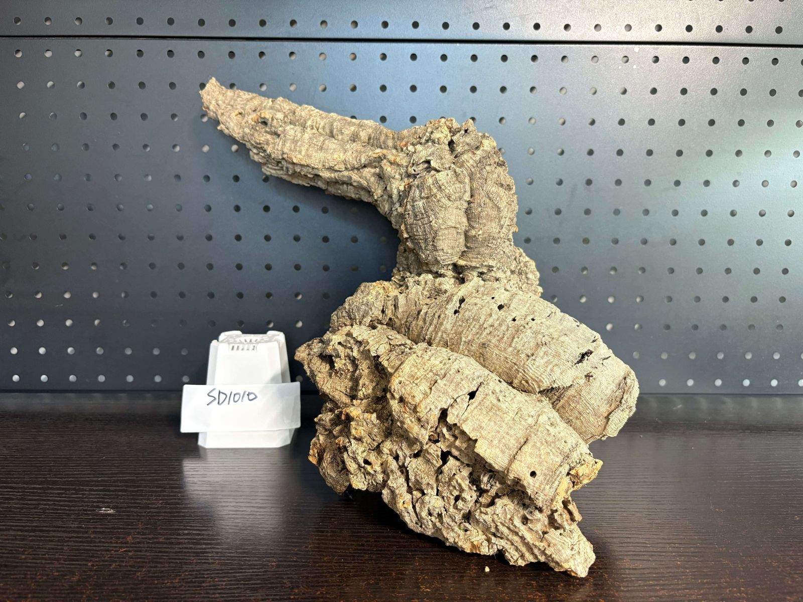 着生ラン 両生類