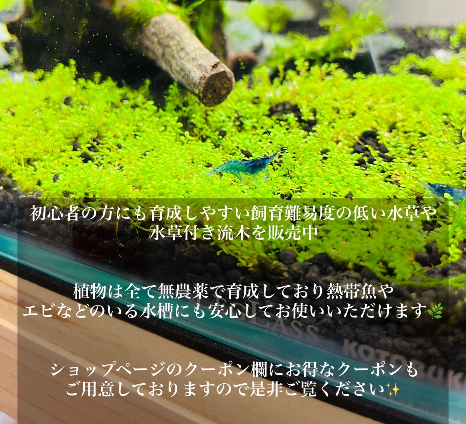 クアラクヤンⅡ 群生株