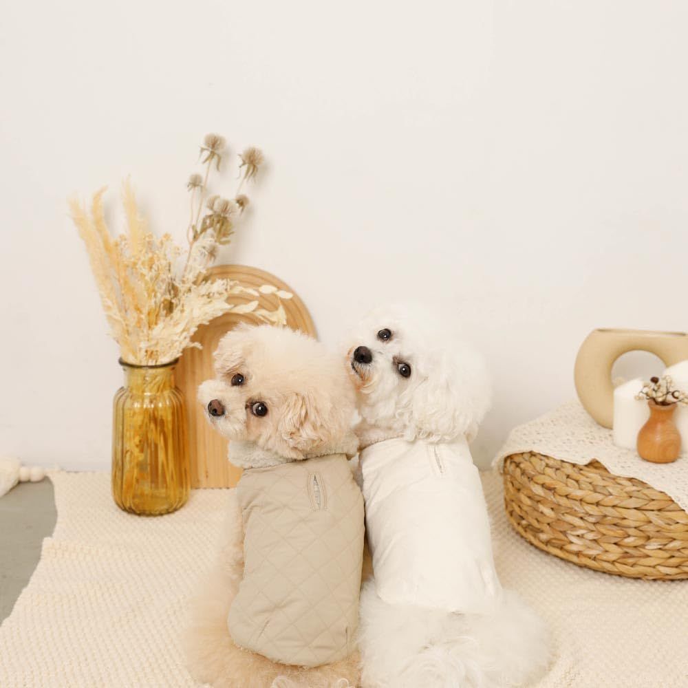 チワワ モンシェリ