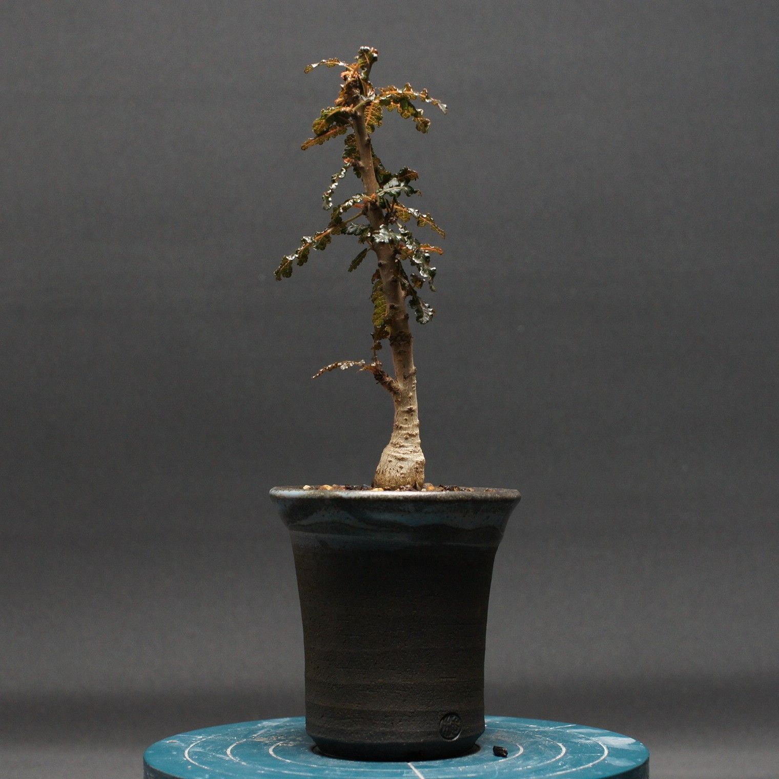 ボスウェリア ナナ 