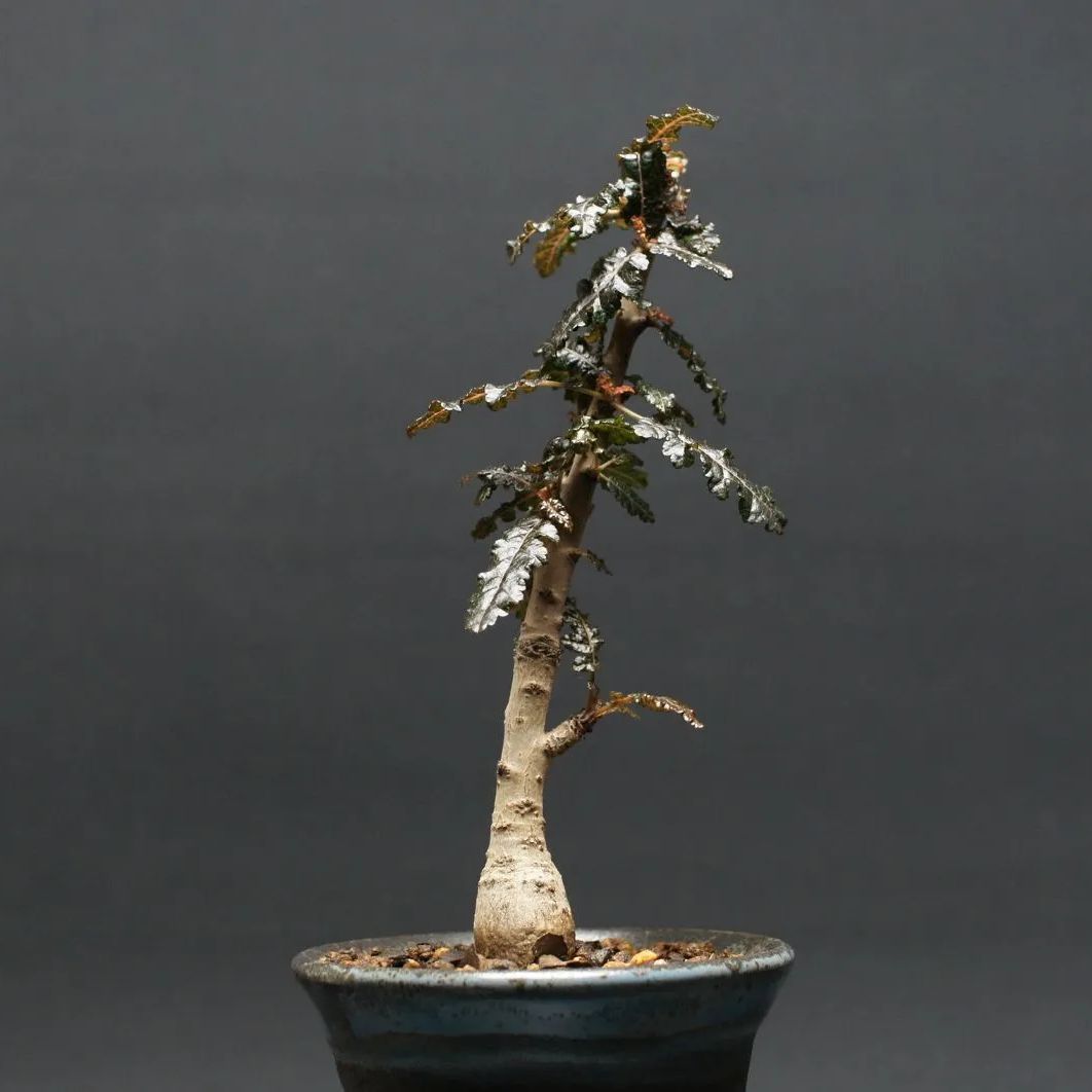 ボスウェリア ナナ 