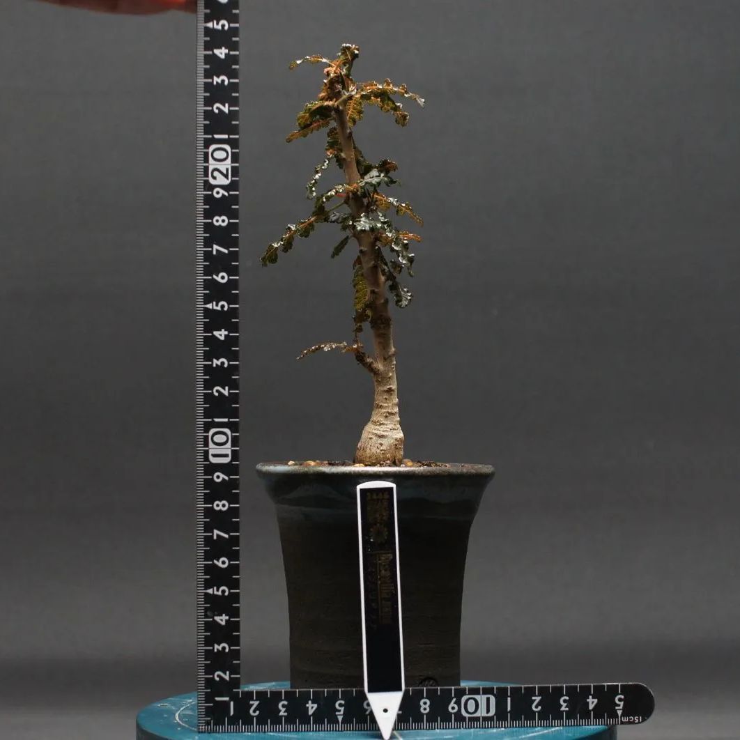 ボスウェリア ナナ 