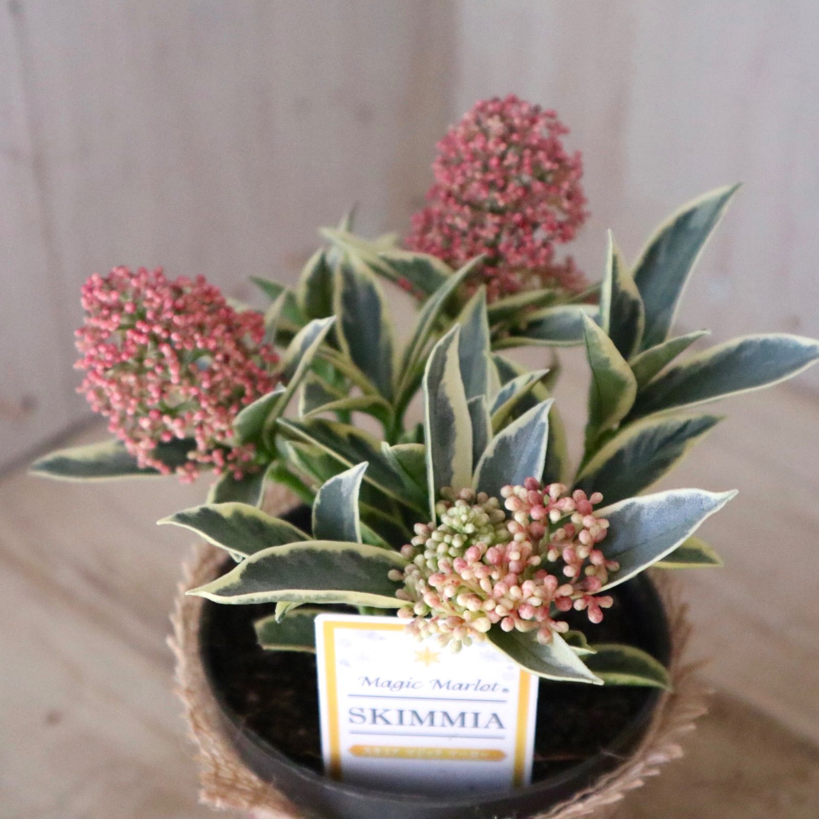 斑入り♡スキミア♡マジックマルロー♡ポットごと♡ - メルカリ