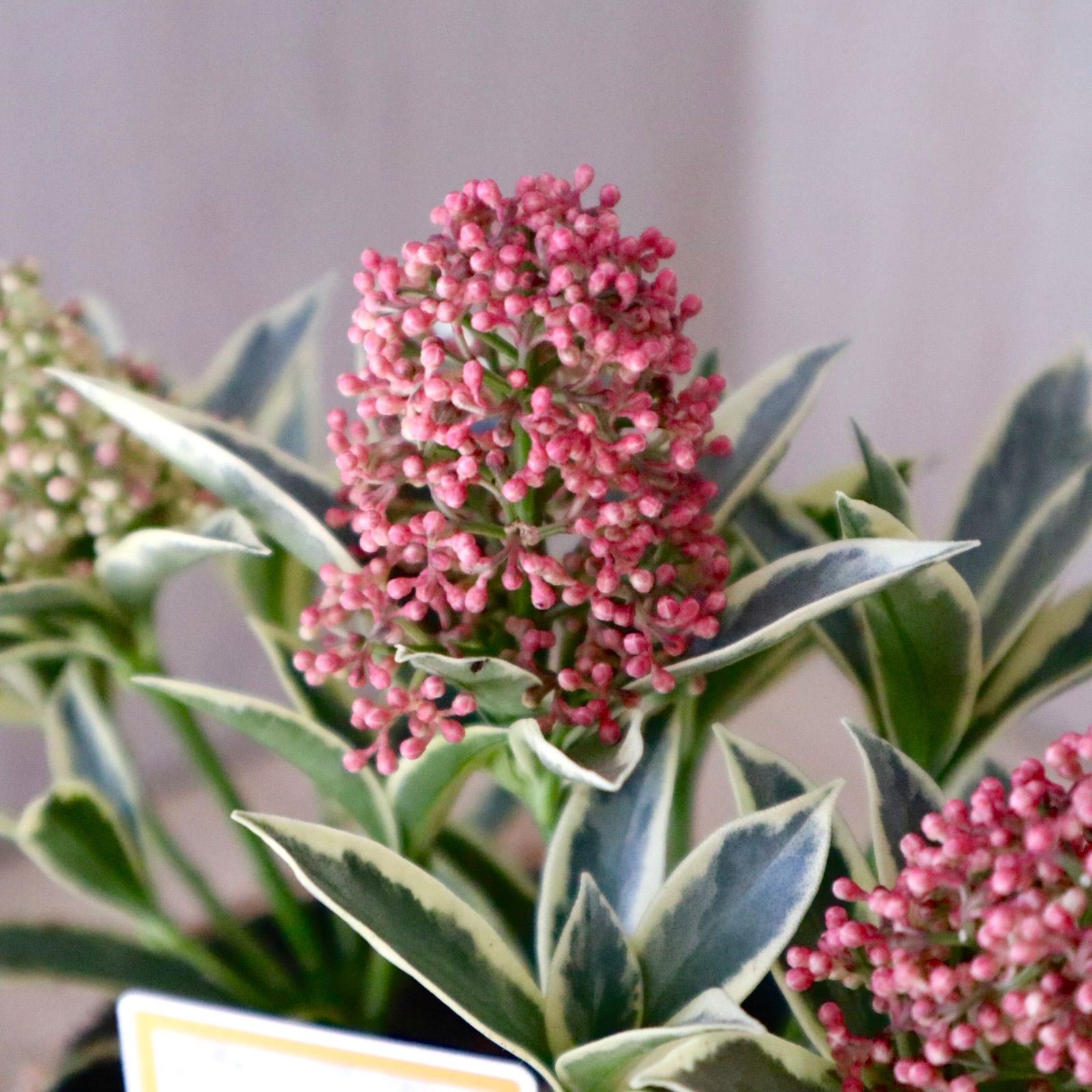 ぐっどな毎日様 リクエスト 2点 まとめ　スキミア　ペローサ　マジックマルロー 斑入り♡スキミア♡マジックマルロー♡ポットごと♡ - メルカリ