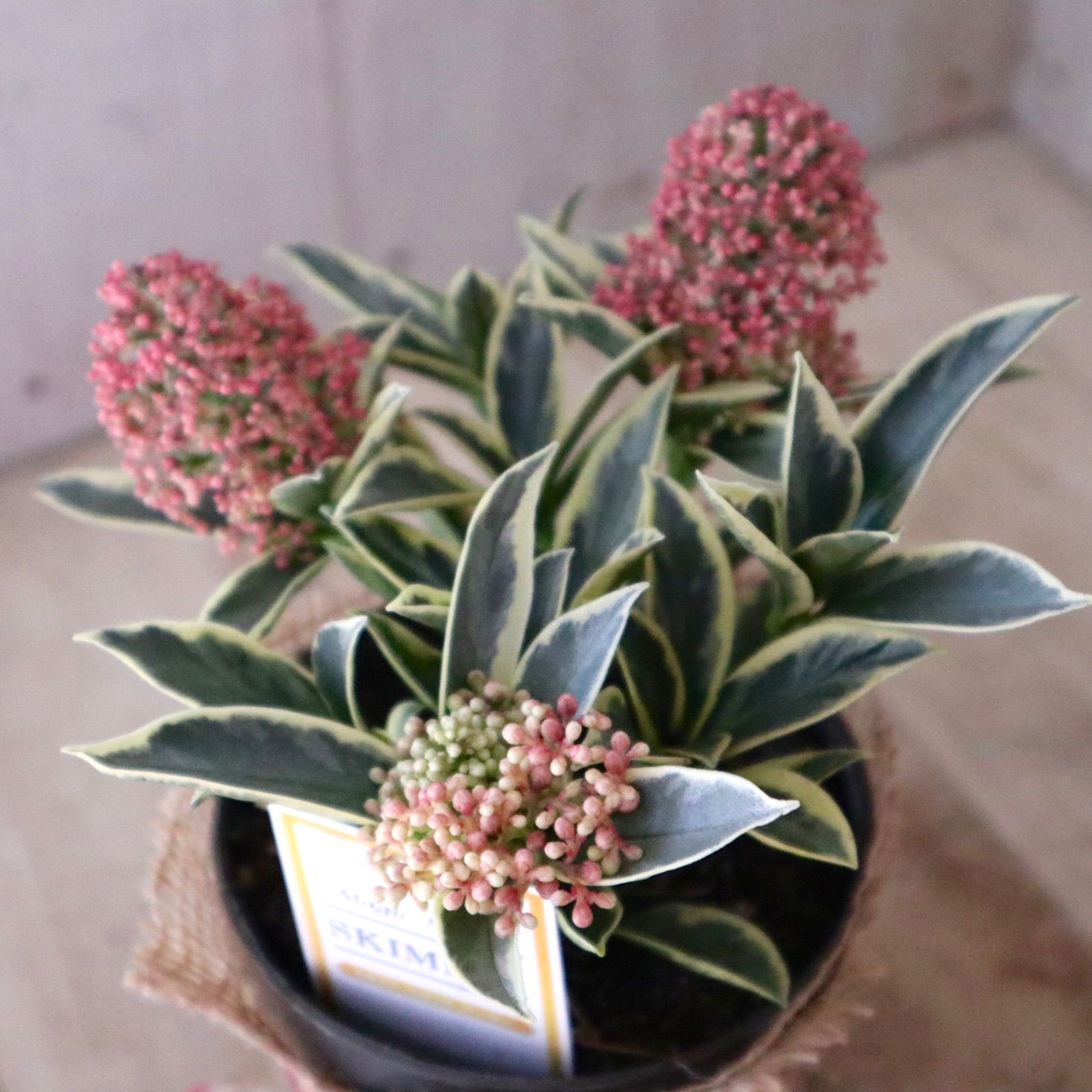 斑入り♡スキミア♡マジックマルロー♡ポットごと♡ - メルカリ