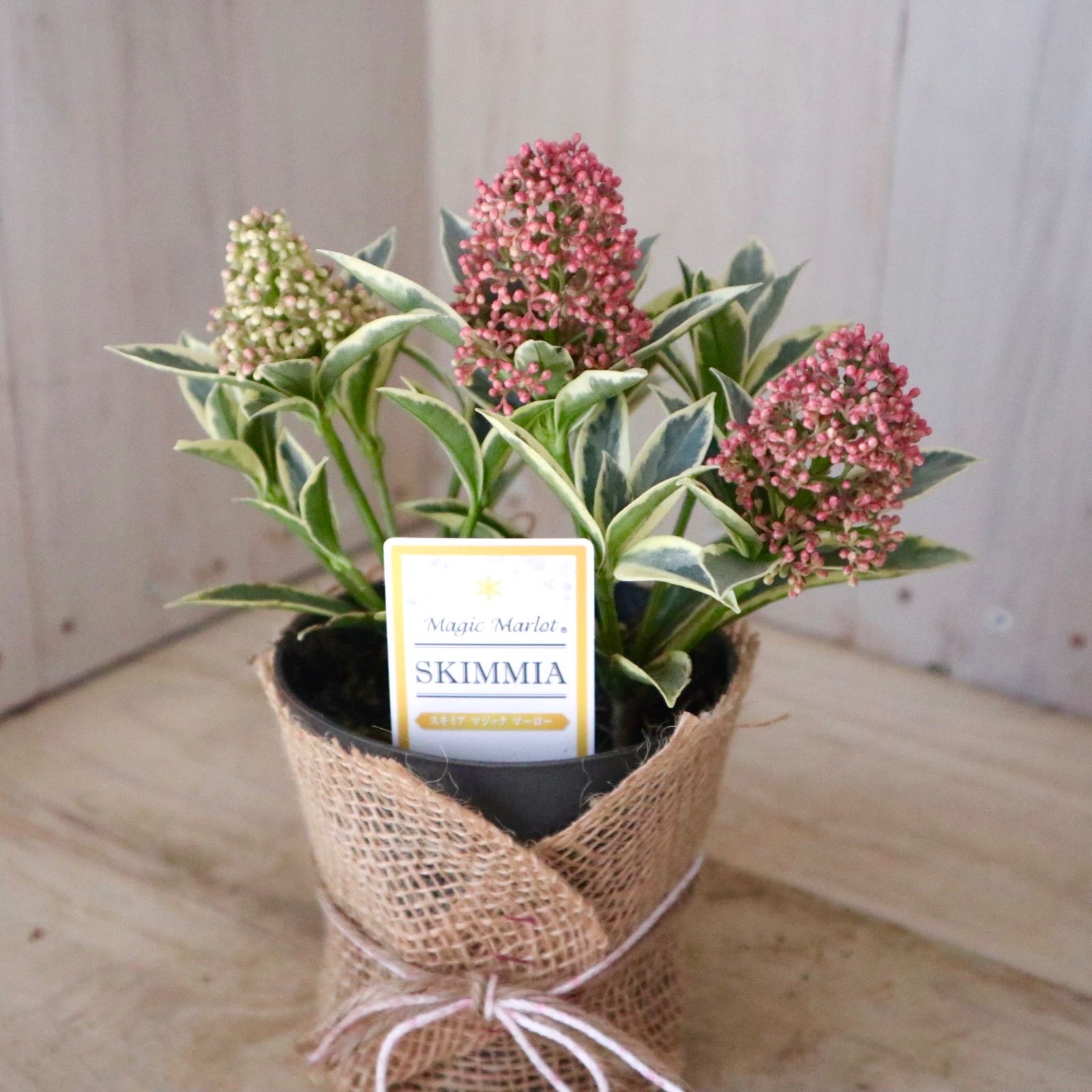 斑入り♡スキミア♡マジックマルロー♡ポットごと♡ - メルカリ