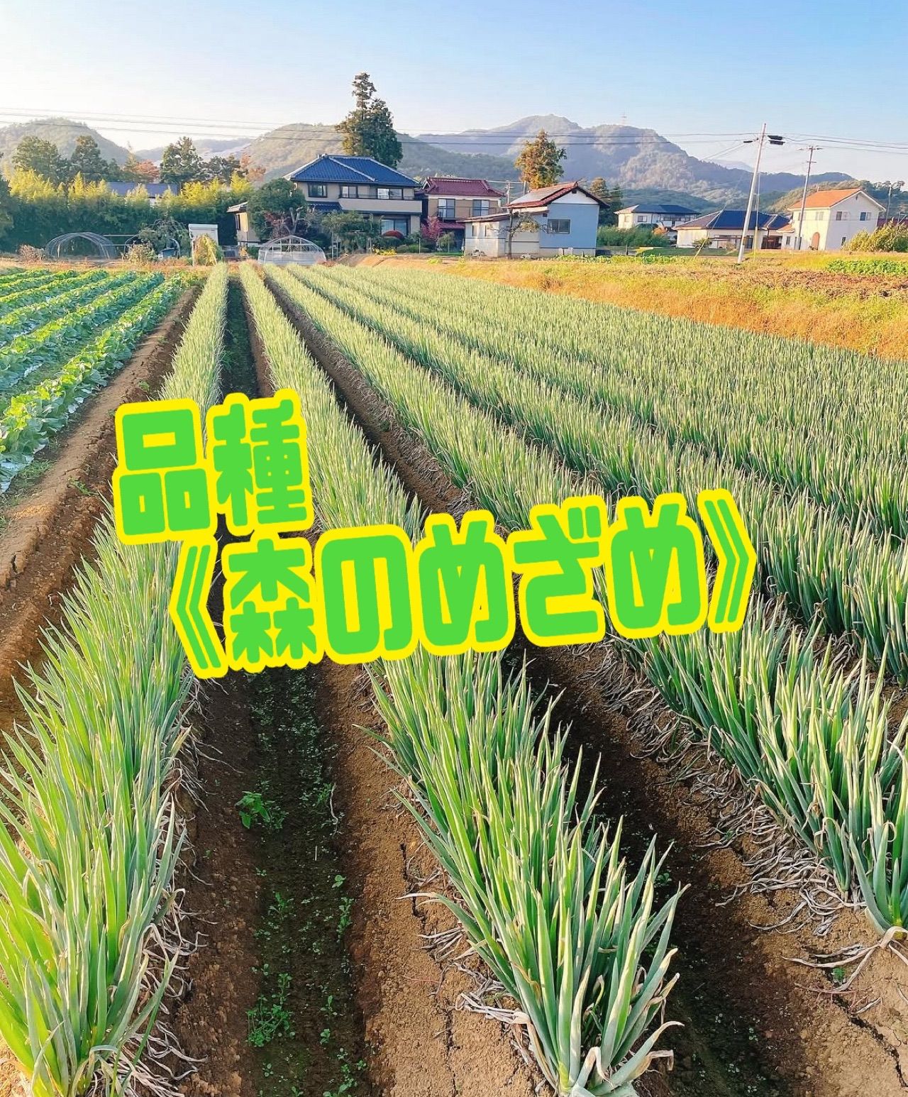 太っちゃん屋の極うま長ねぎ 皮むき15kg