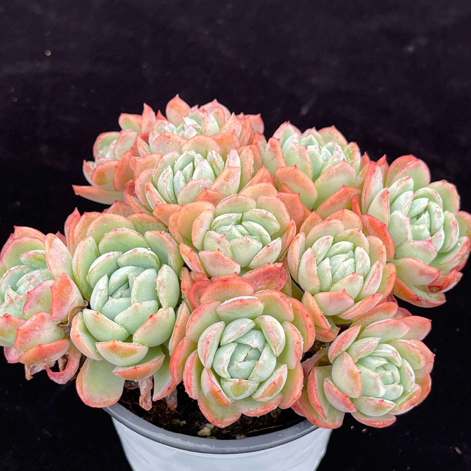 YW102ベリー 韓国苗 多肉植物 抜き苗 エケベリア 即購入可 1苗 - メルカリ