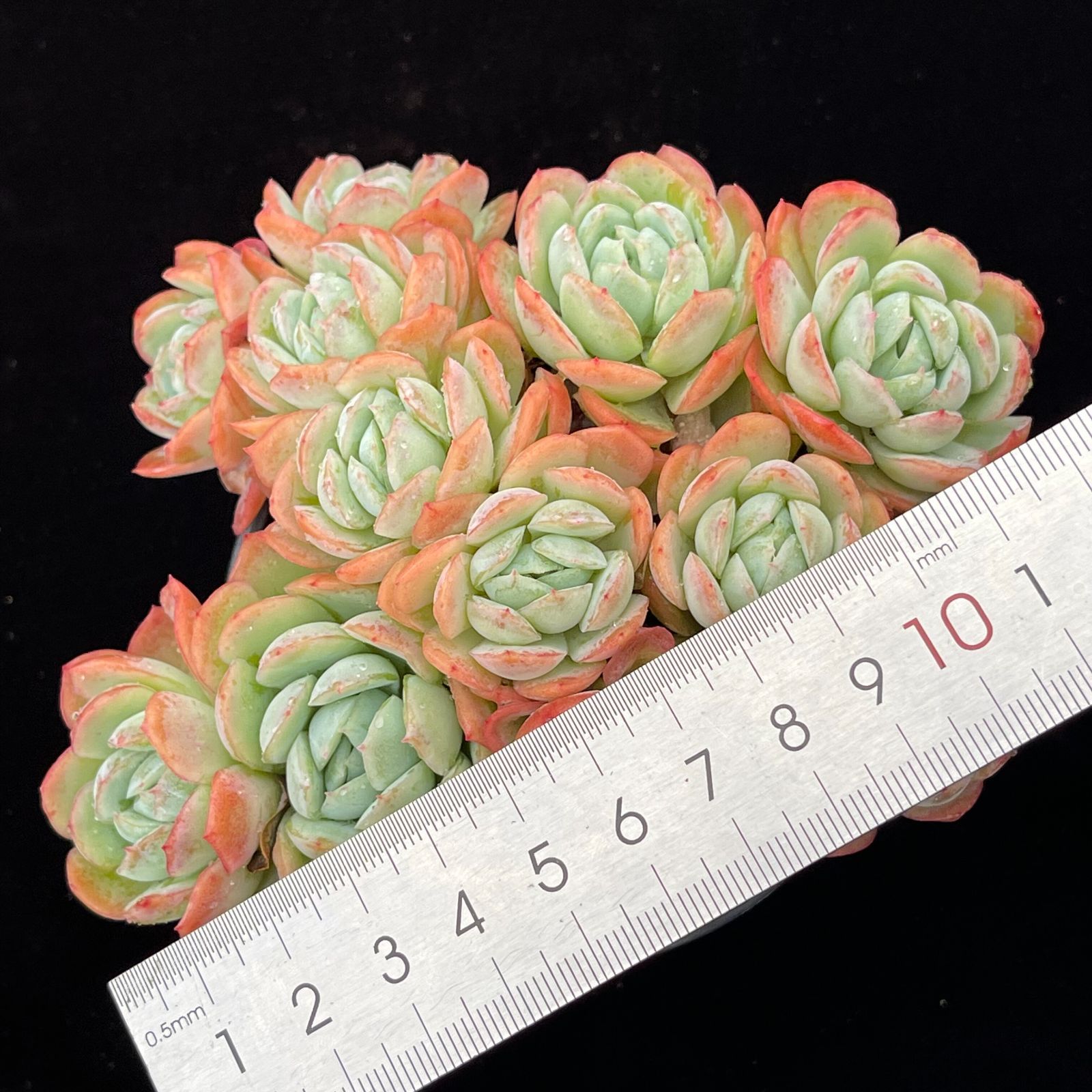 YW102ベリー 韓国苗 多肉植物 抜き苗 エケベリア 即購入可 1苗 - メルカリ